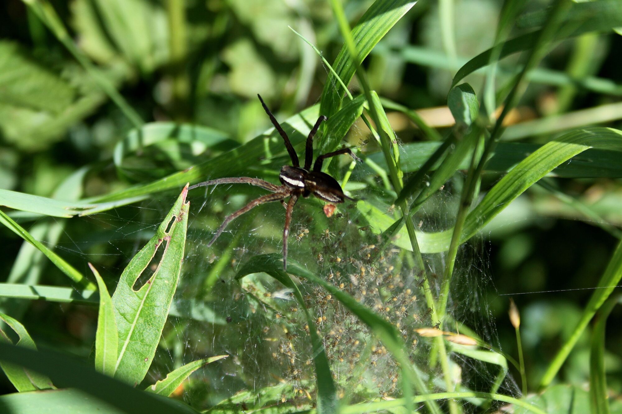 Valokuvaaja: Pirkko Siukonen