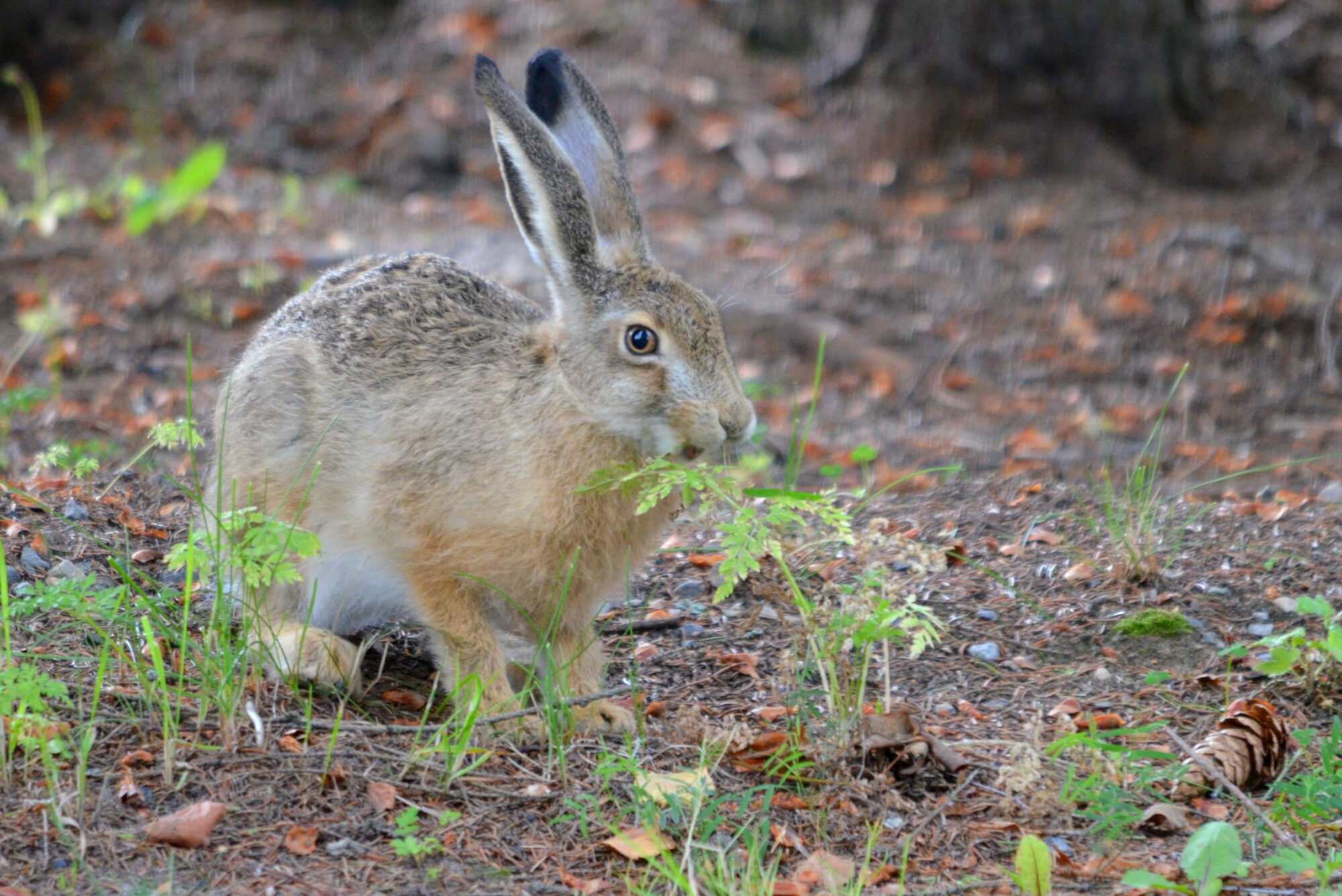 Valokuvaaja: Kaarlo Asikainen