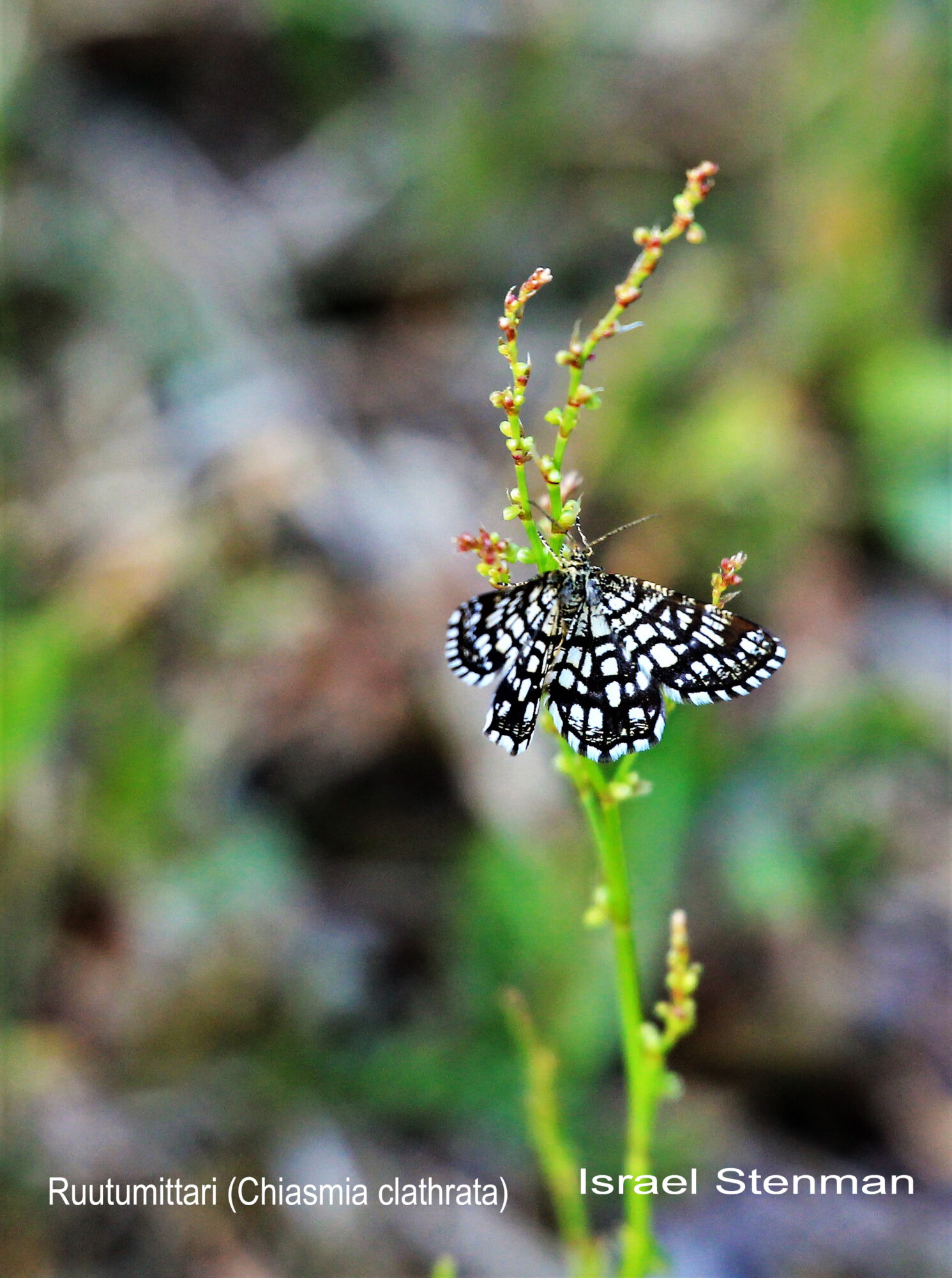 Valokuvaaja: Israel Stenman