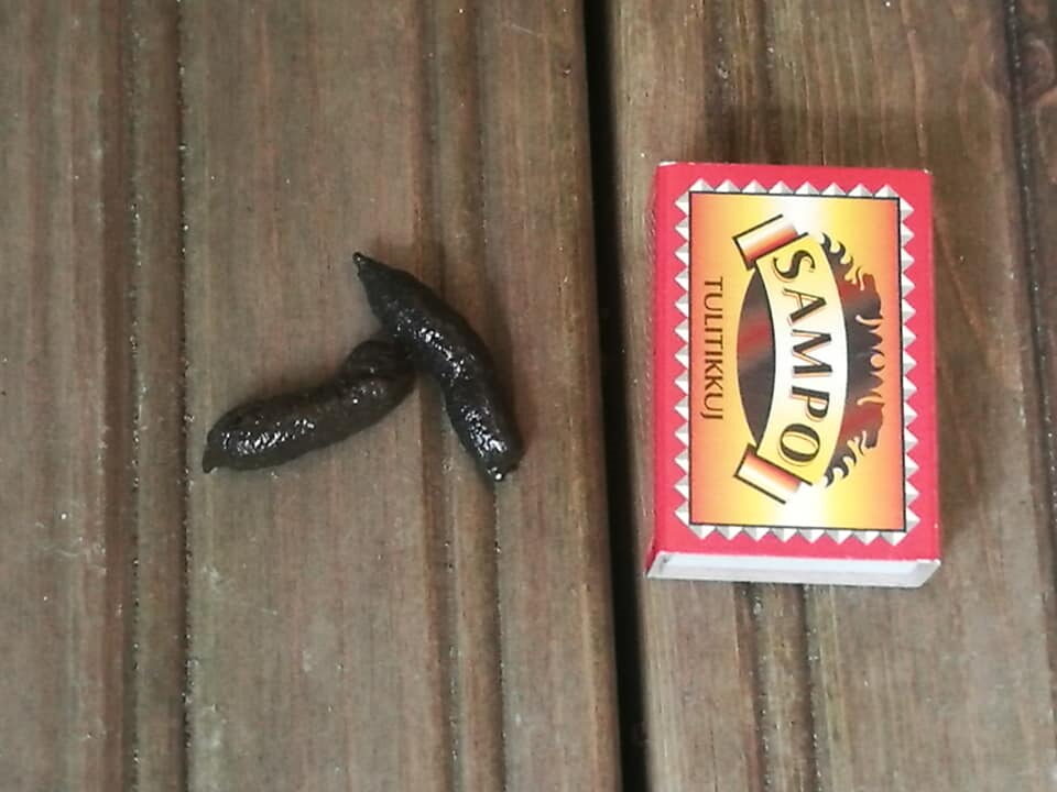 Valokuvaaja: Minna Santaoja