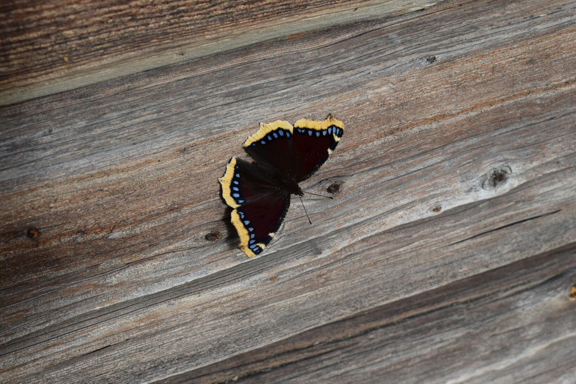 Valokuvaaja: Eila Ylönen