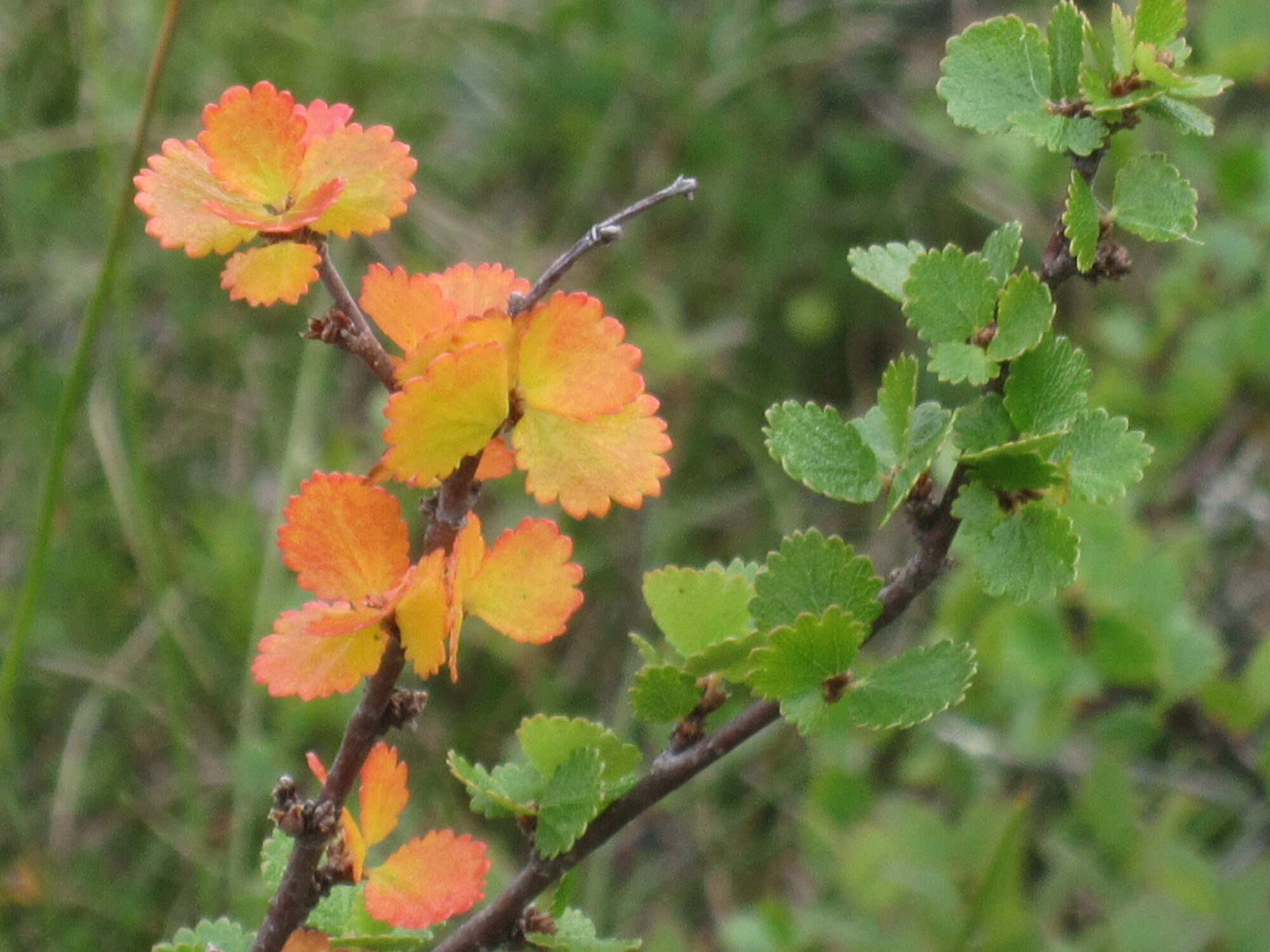 Valokuvaaja: Marita Portin