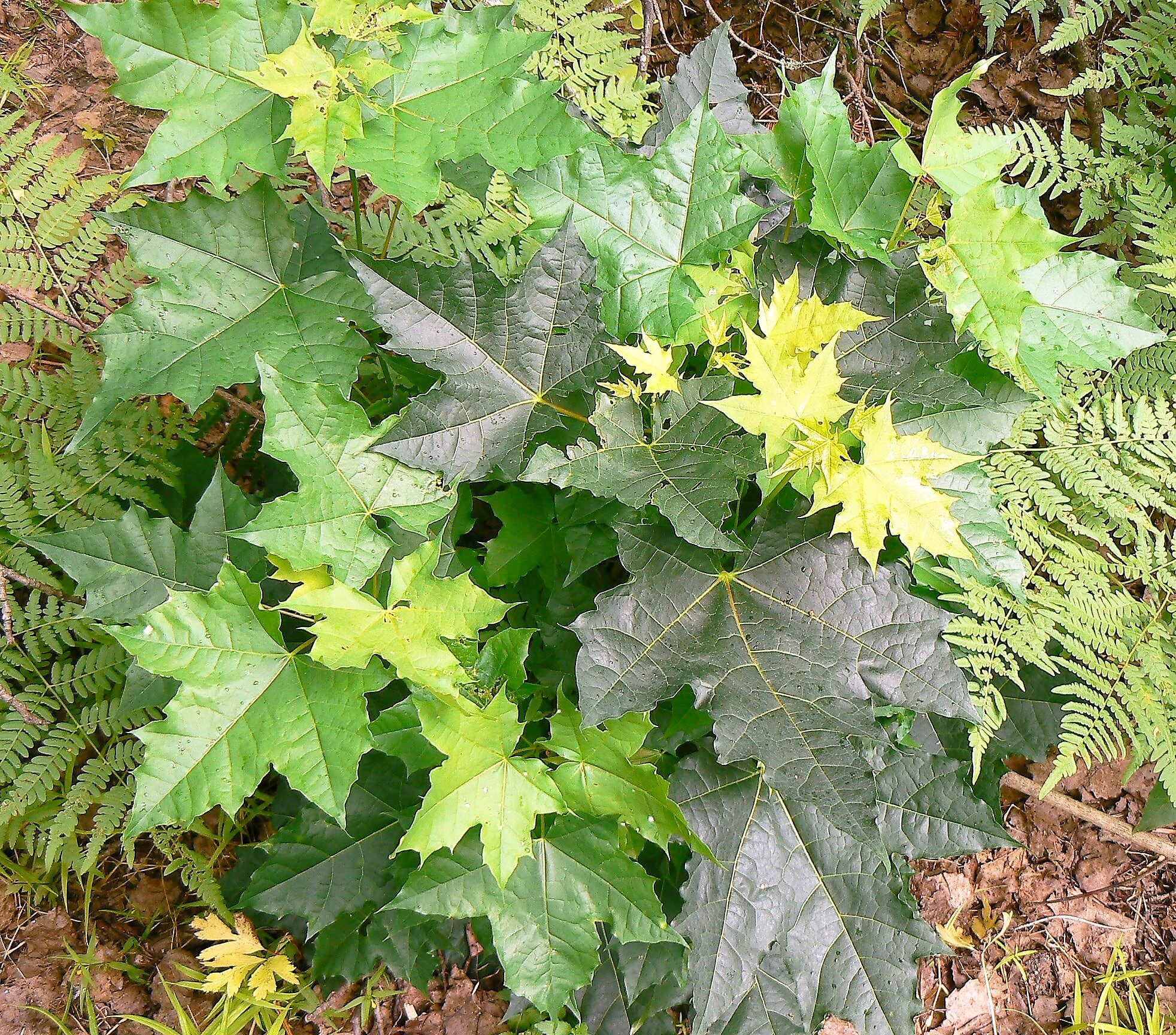 Valokuvaaja: Pekka Heino