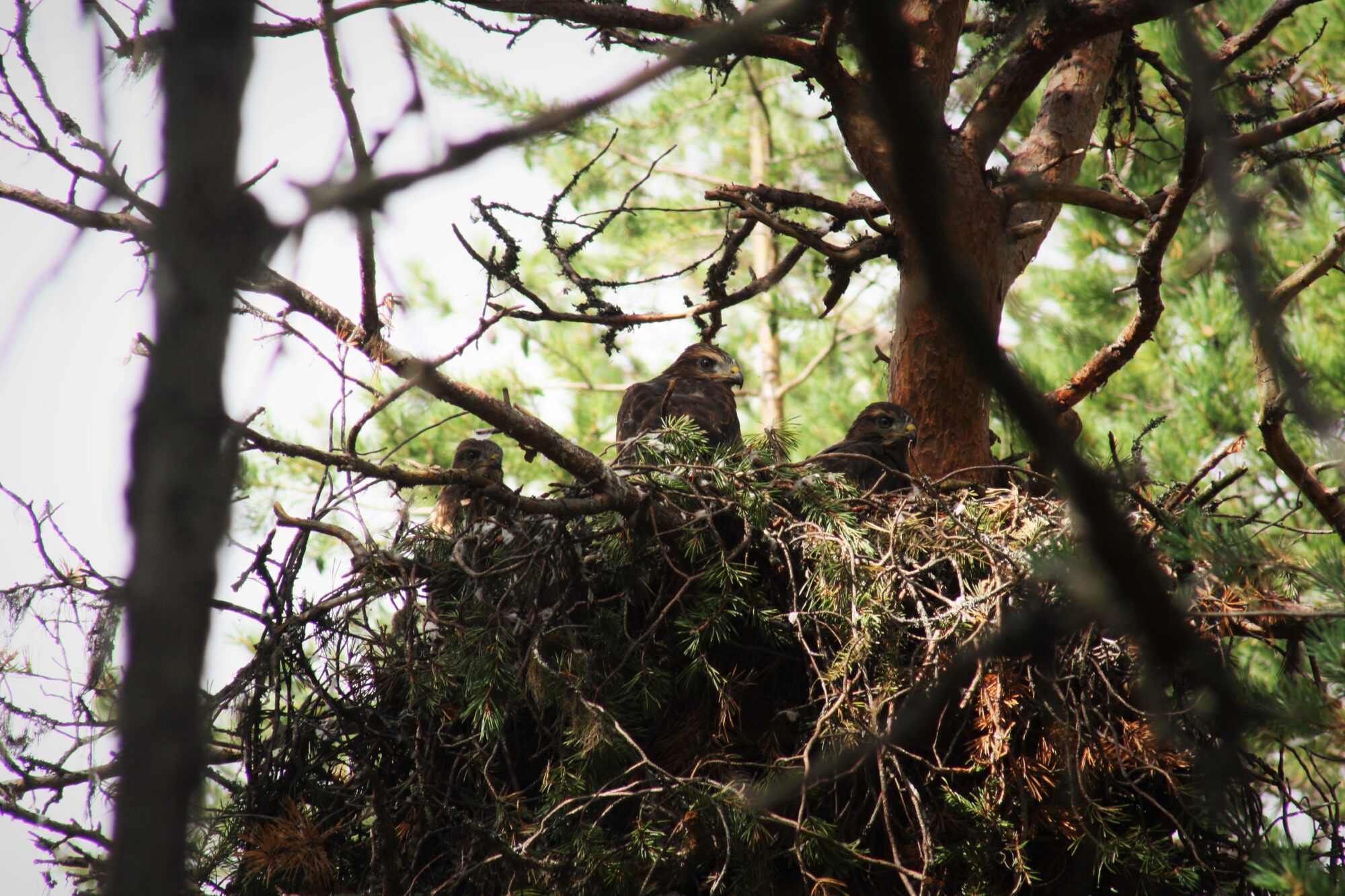 Valokuvaaja: Neea Kelloniemi