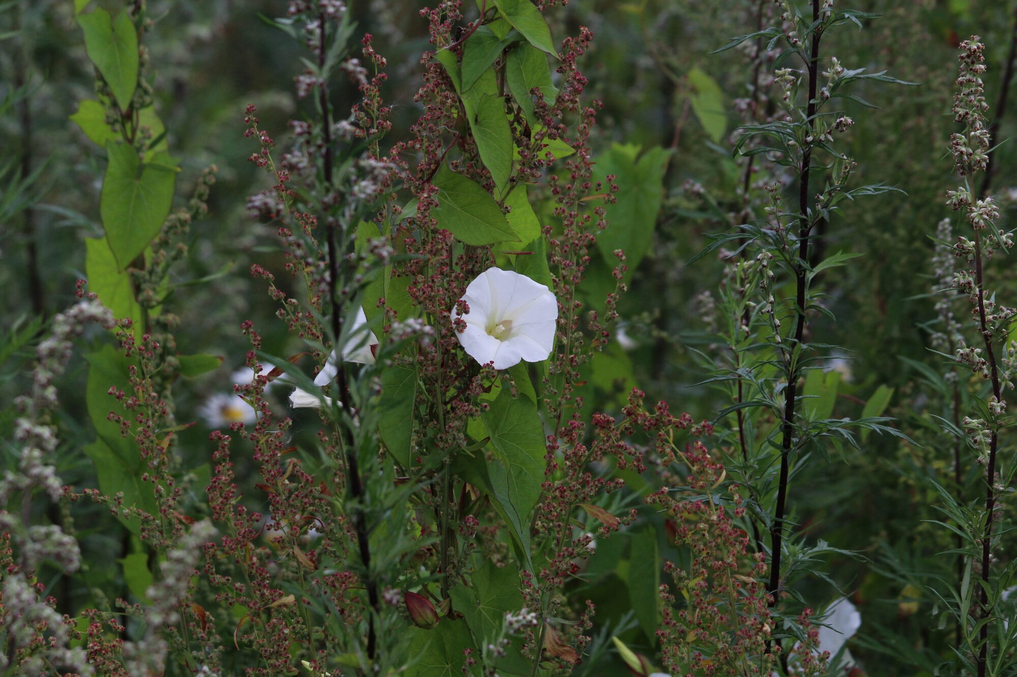 Valokuvaaja: Jaana Saarelainen