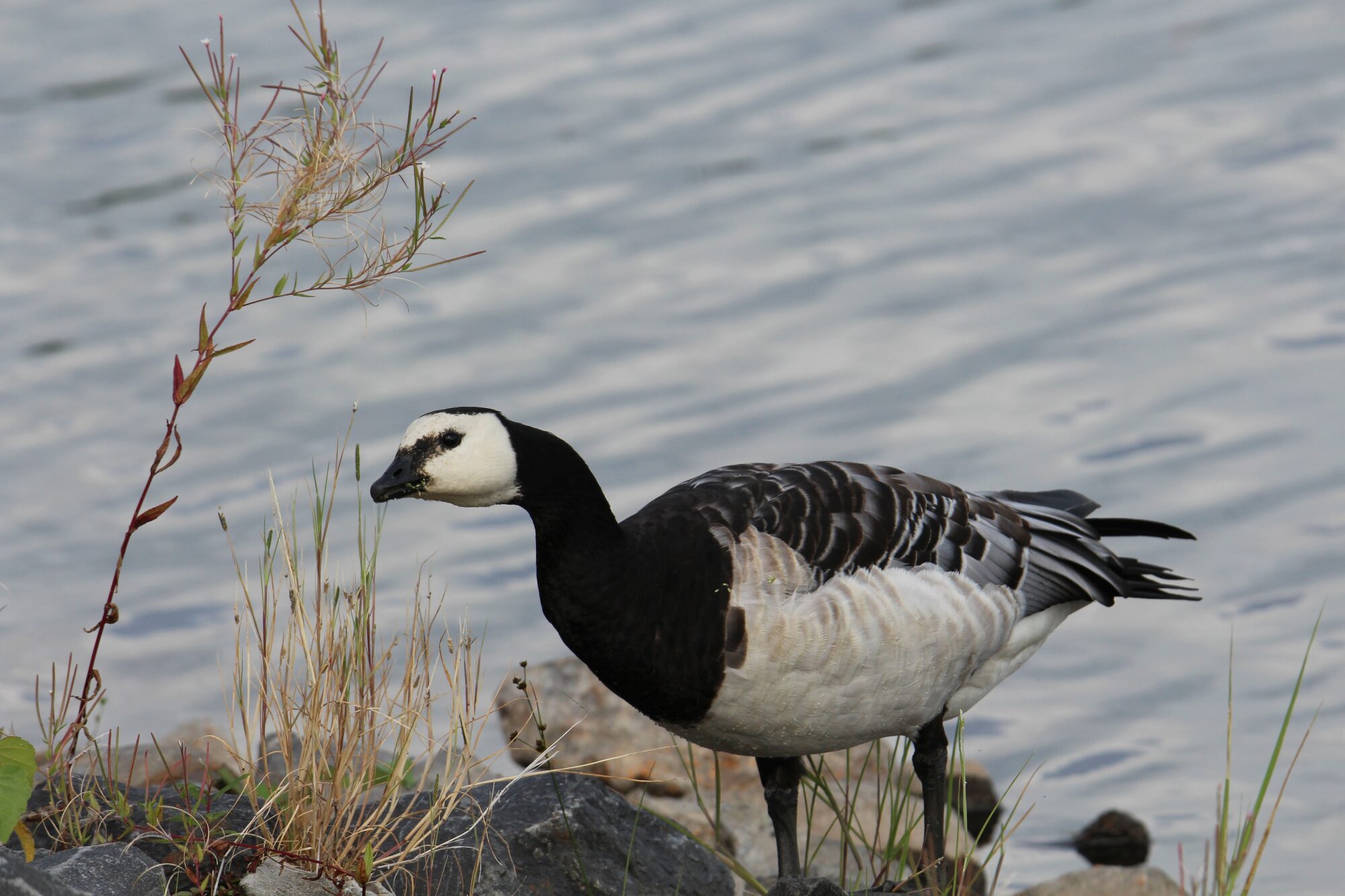 Valokuvaaja: Jaana Saarelainen