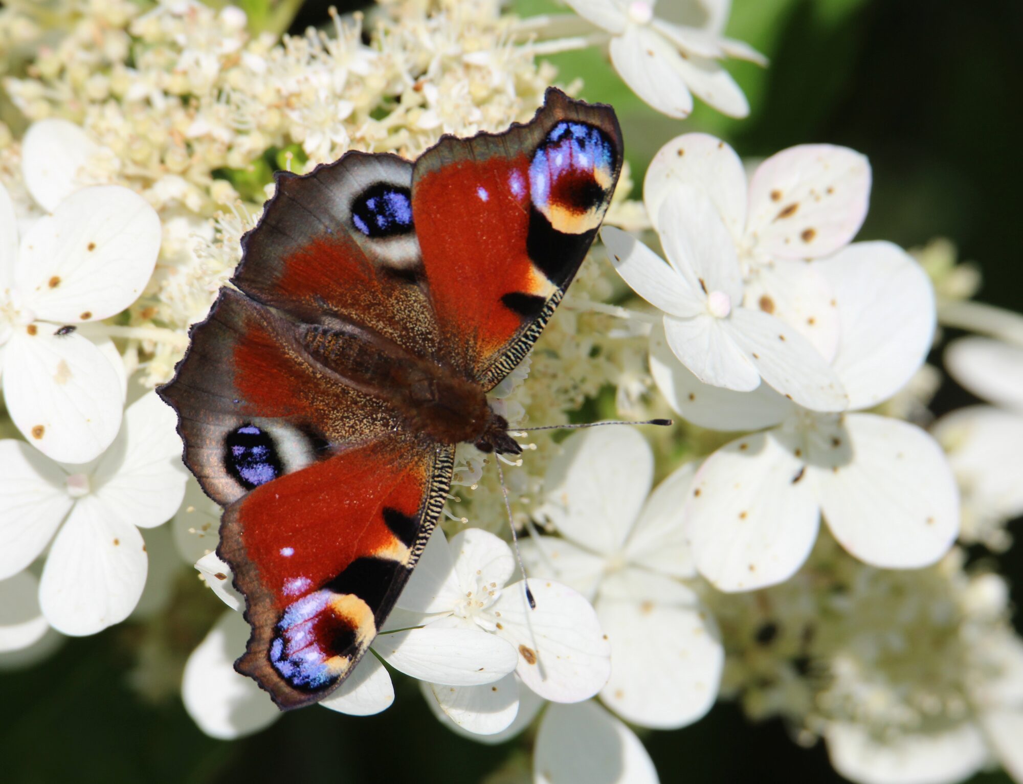Valokuvaaja: Jaana Saarelainen