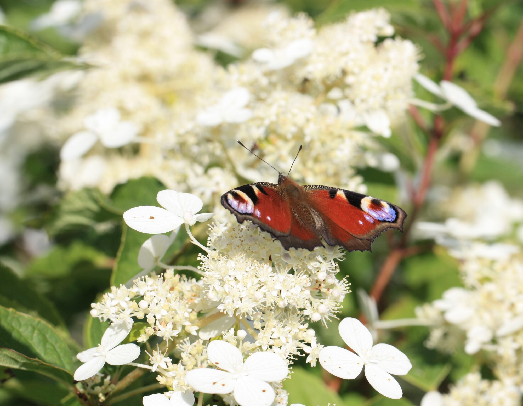 Valokuvaaja: Jaana Saarelainen