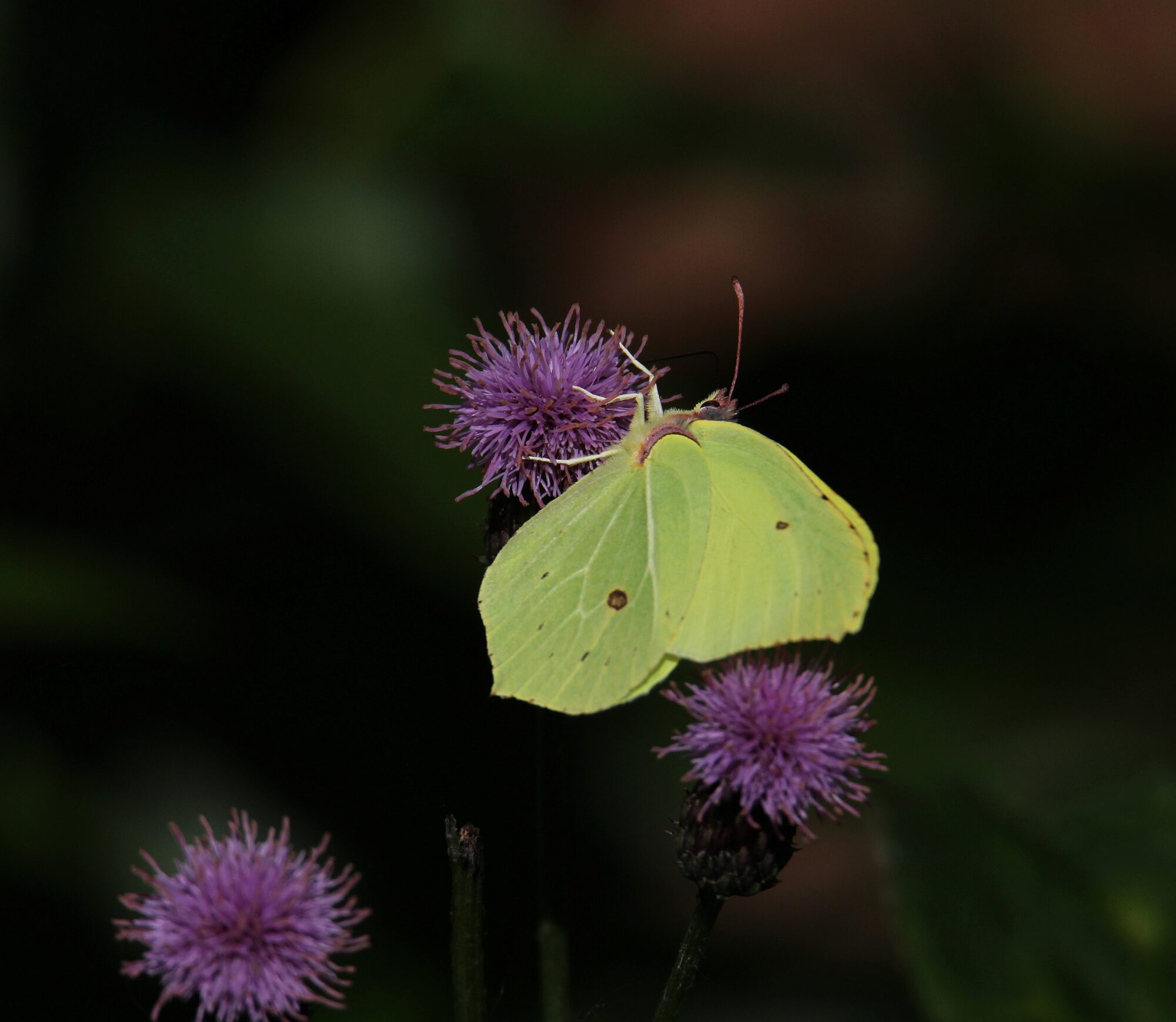 Valokuvaaja: Jaana Saarelainen Valokuvaaja: Jaana Saarelainen