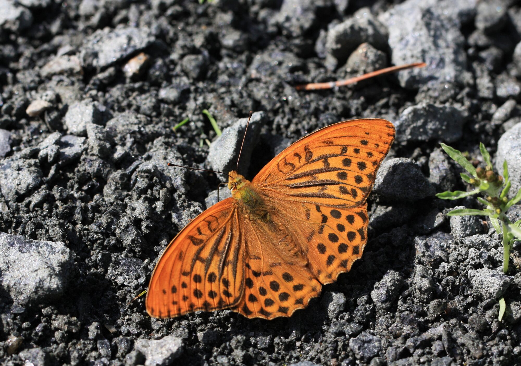 Valokuvaaja: Jaana Saarelainen