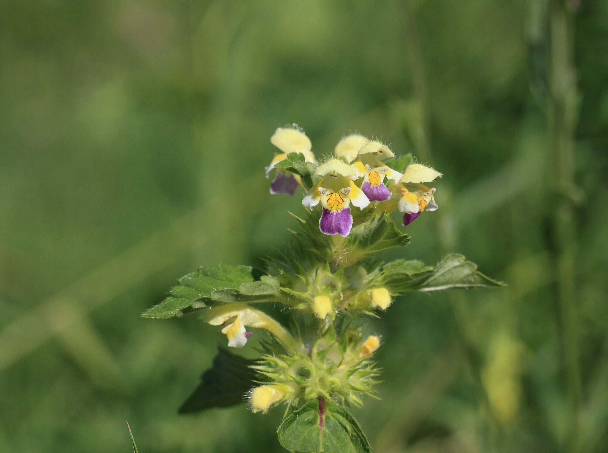 Valokuvaaja: Jaana Saarelainen
