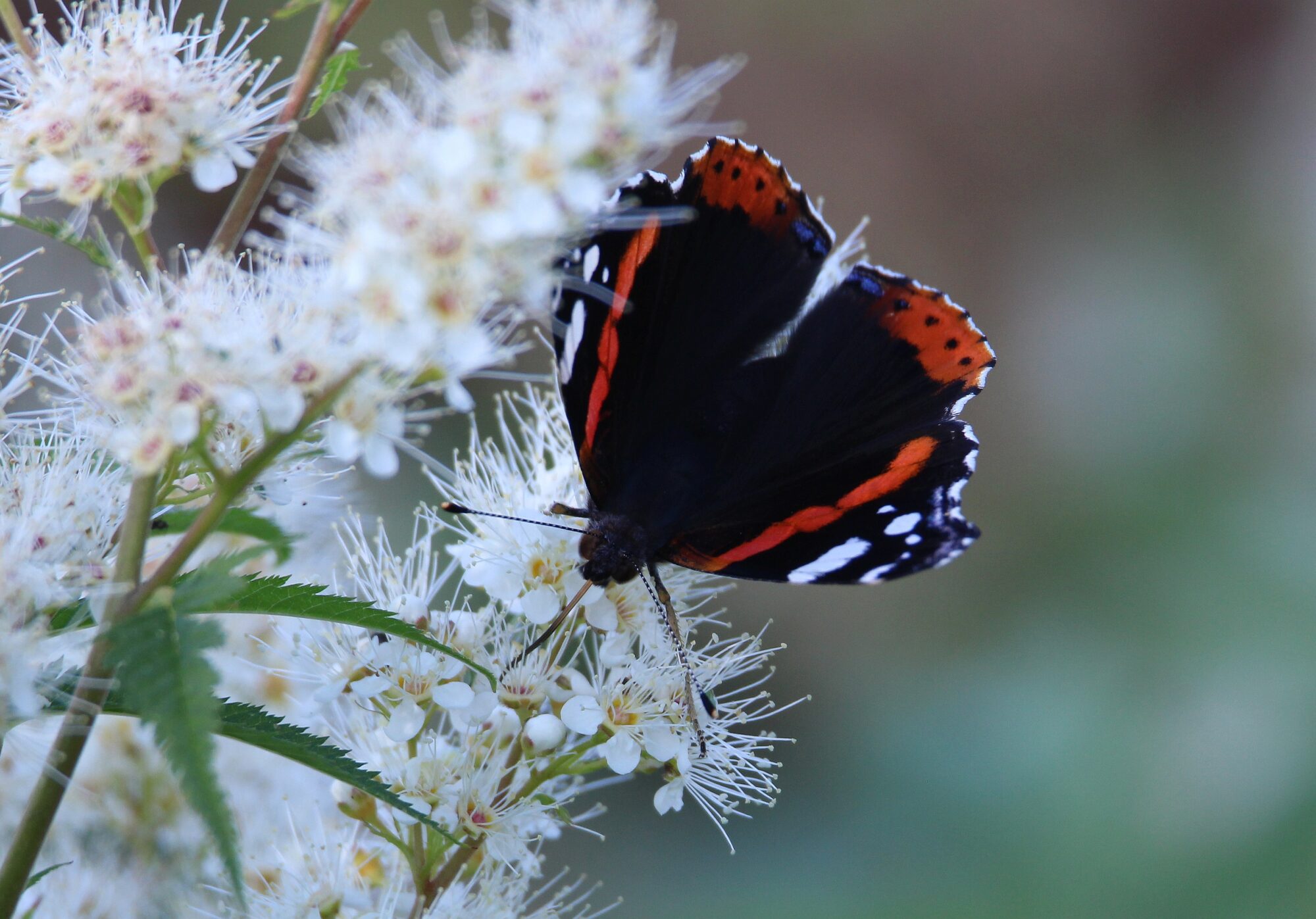 Valokuvaaja: Jaana Saarelainen