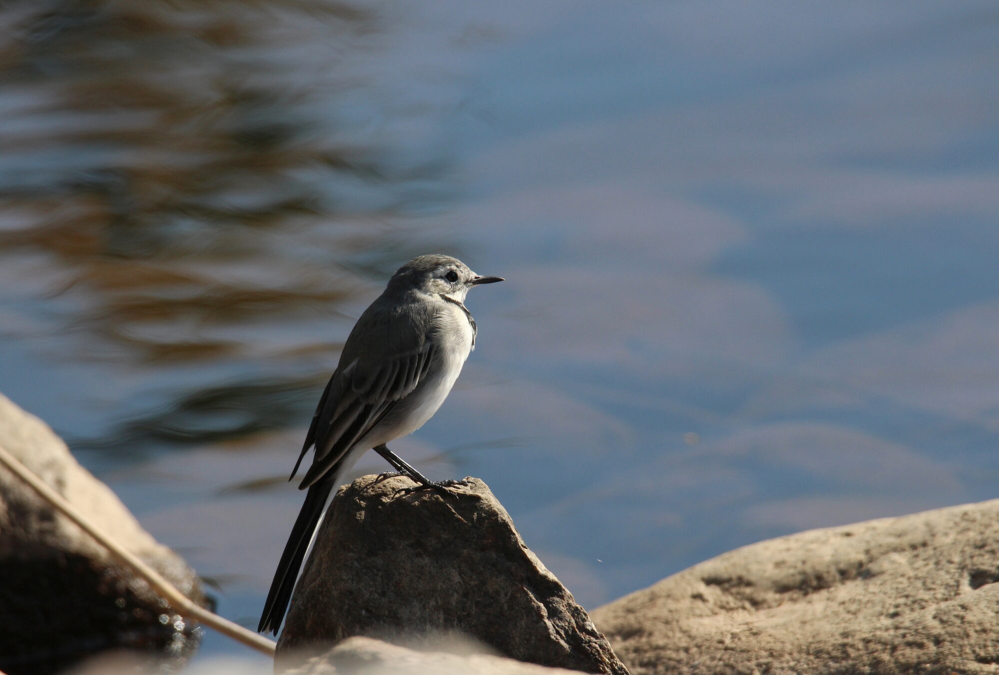 Valokuvaaja: Jaana Saarelainen