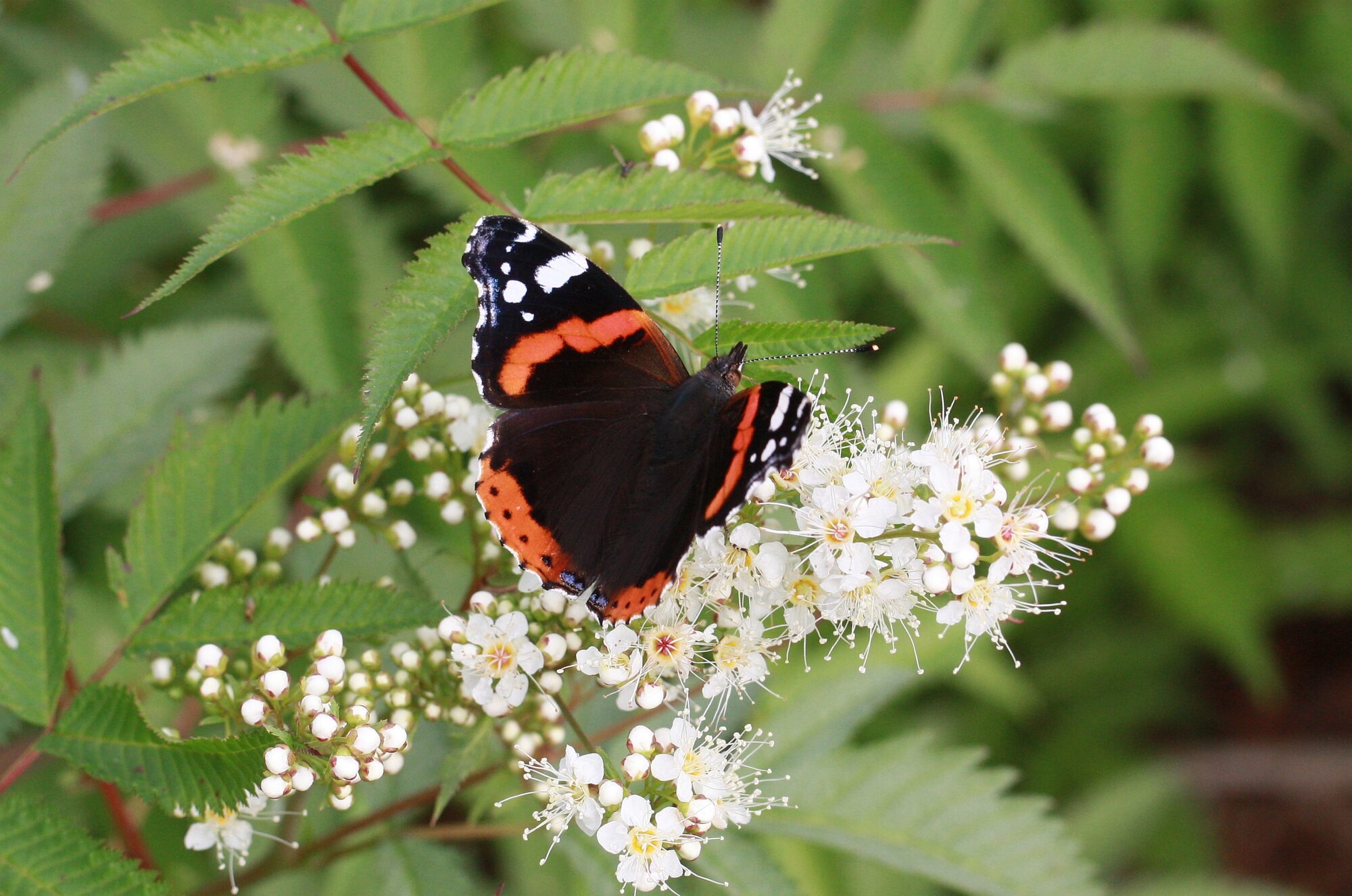 Valokuvaaja: Jaana Saarelainen
