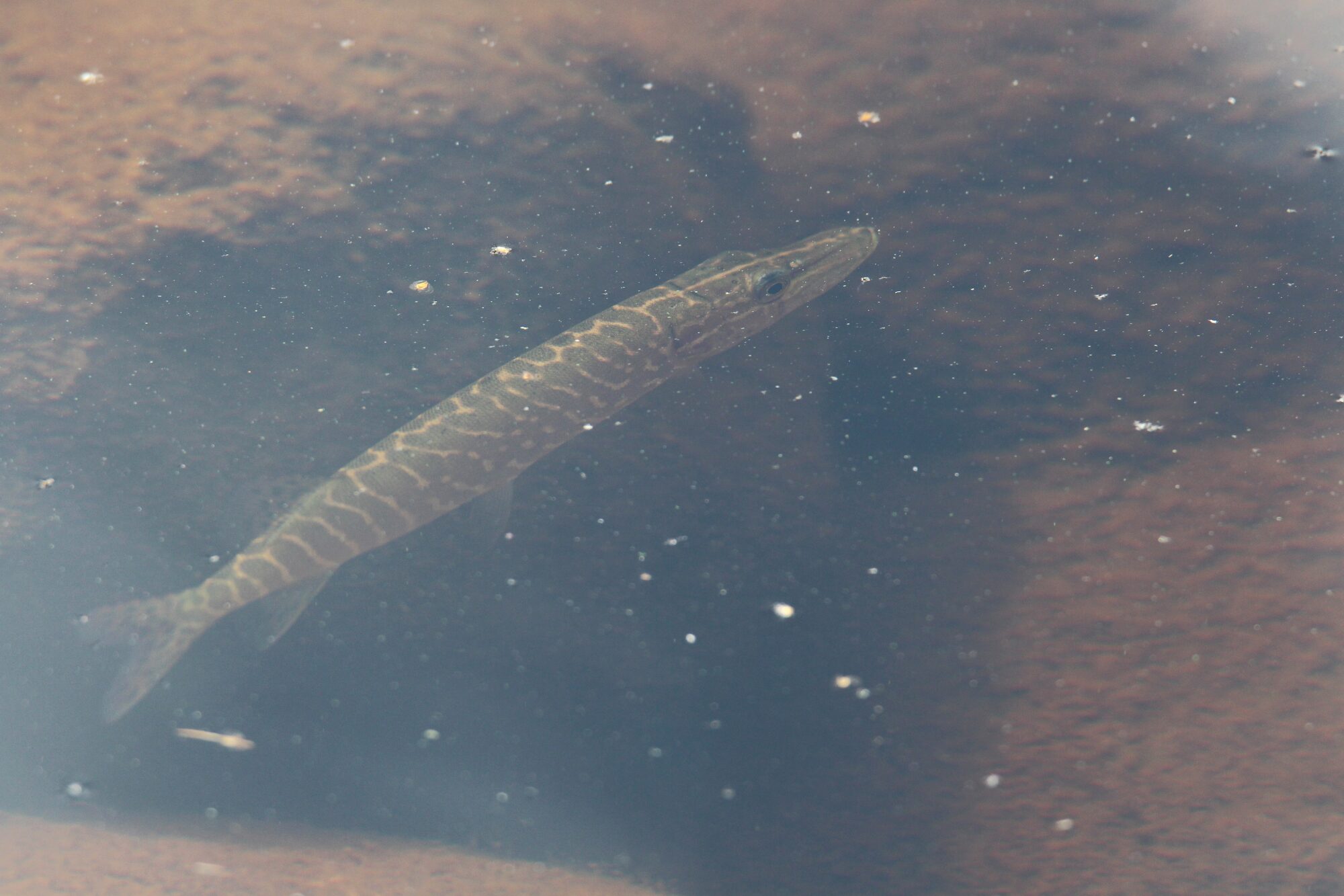 Valokuvaaja: Jaana Saarelainen