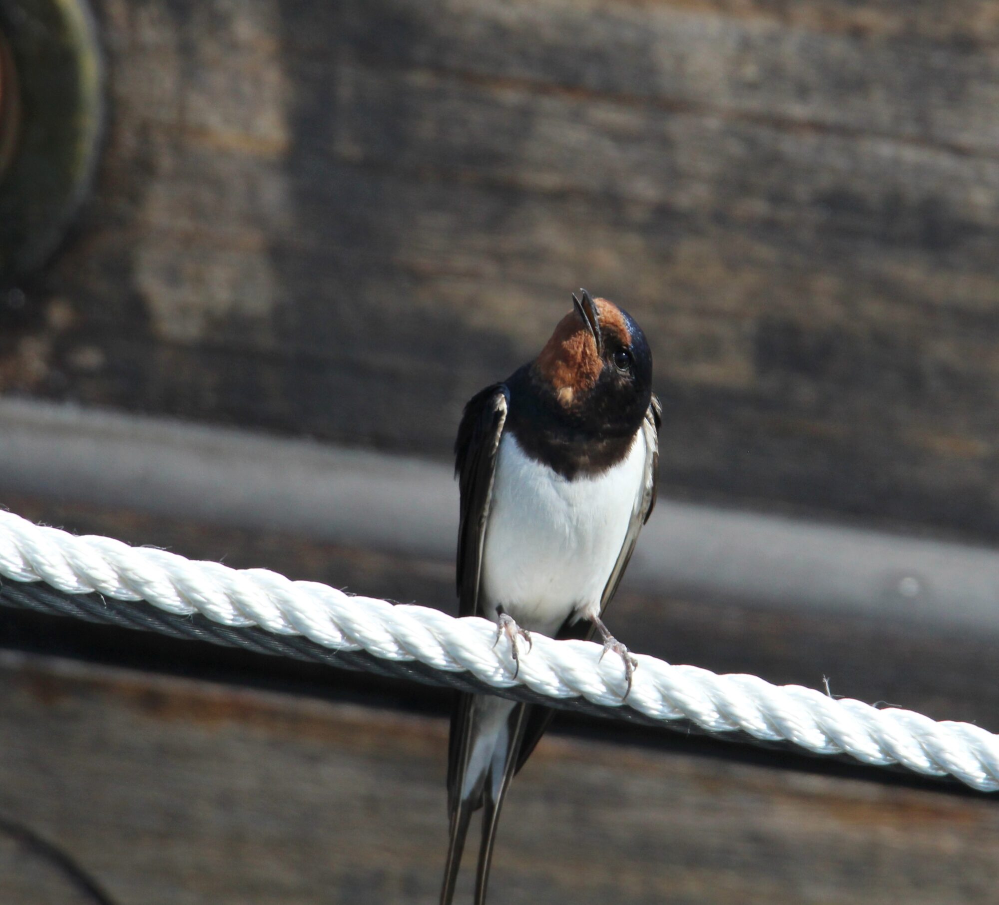Valokuvaaja: Jaana Saarelainen