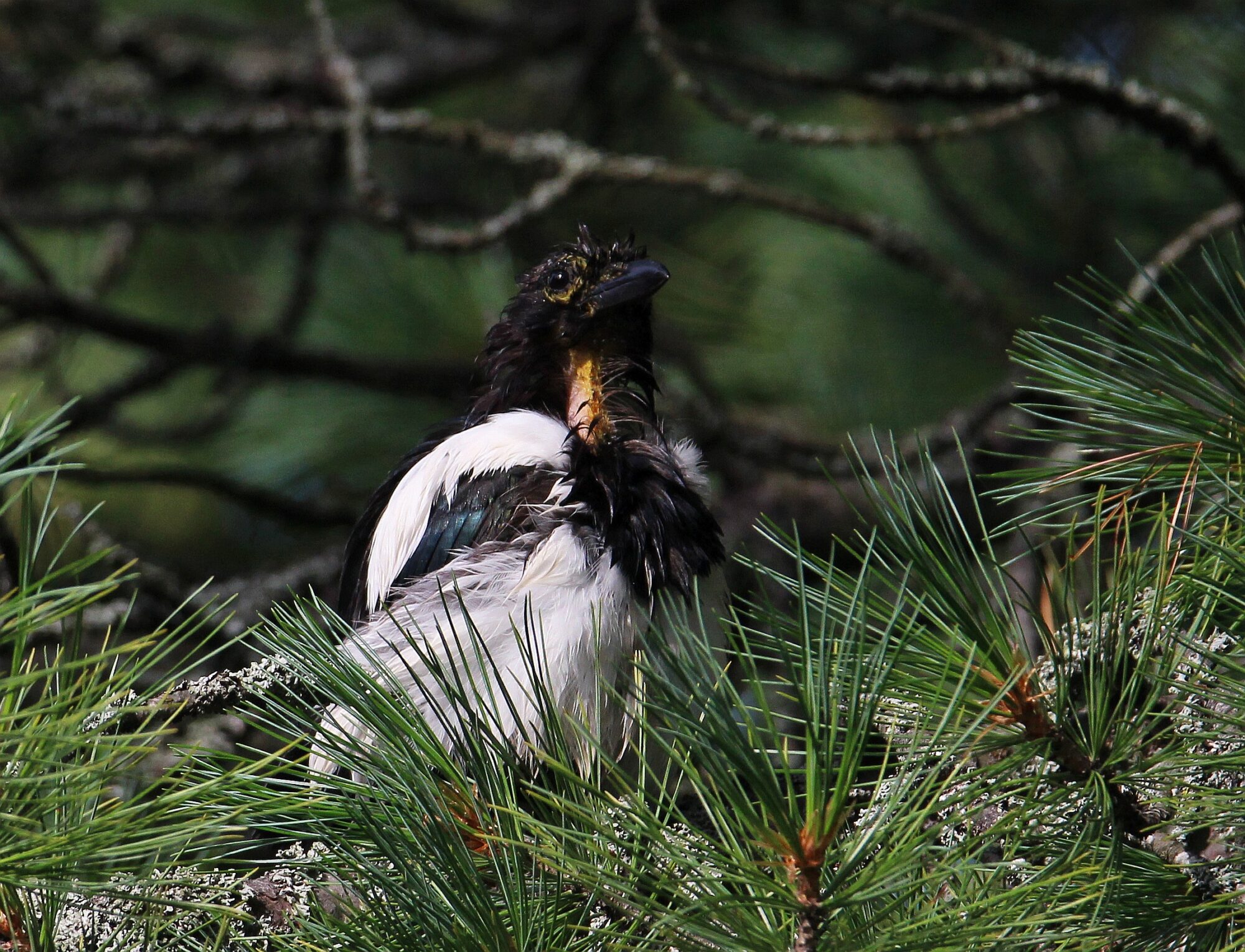 Valokuvaaja: Jaana Saarelainen