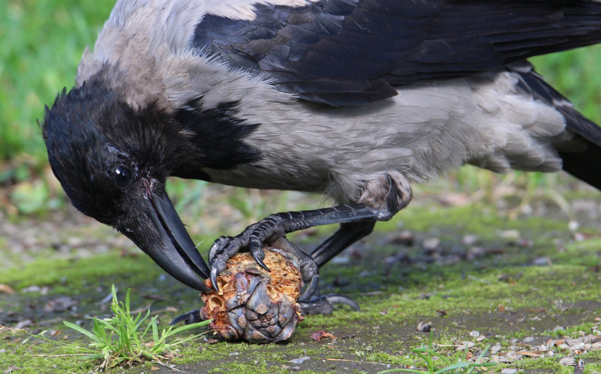 Valokuvaaja: Jaana Saarelainen