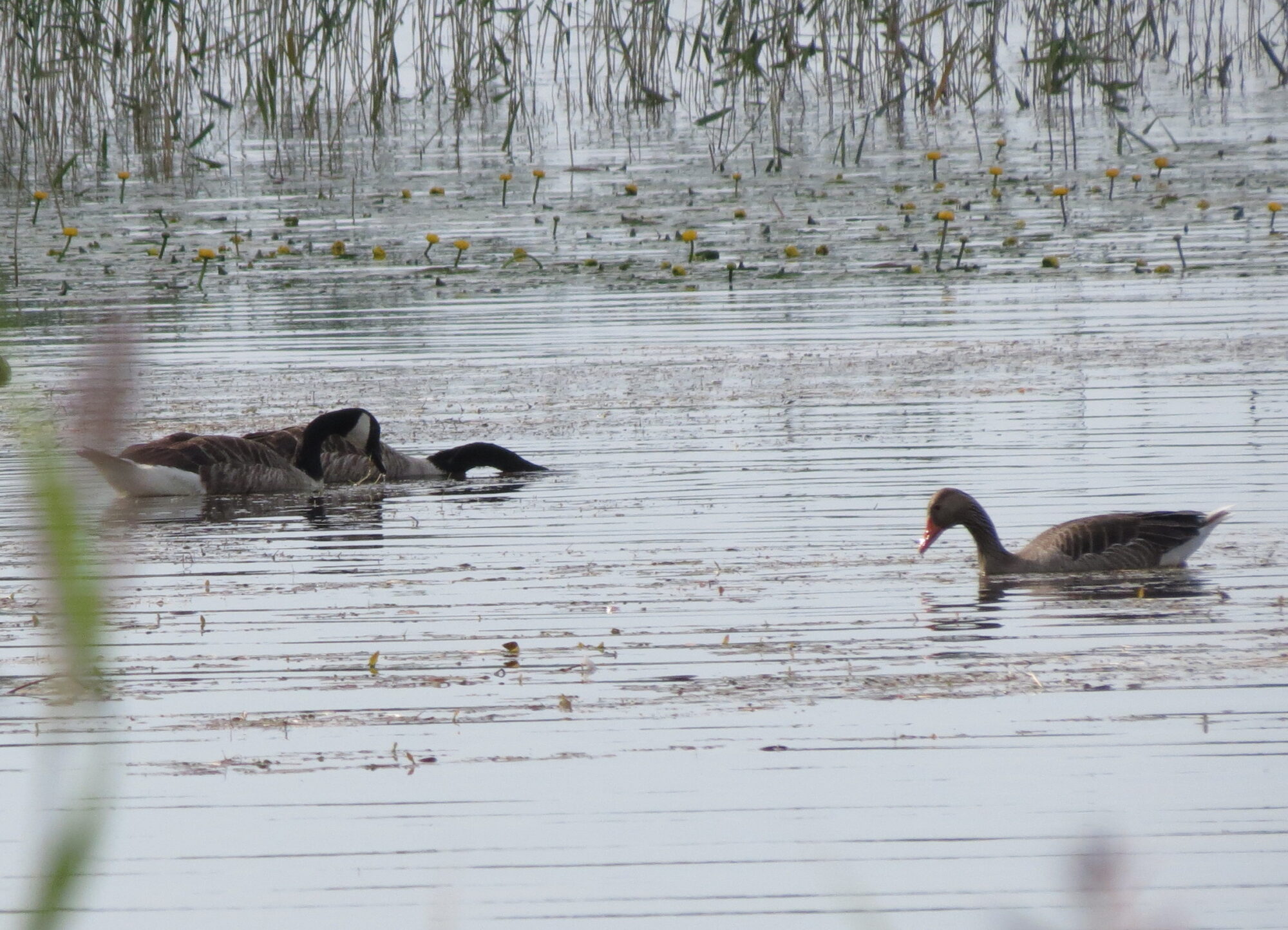Valokuvaaja: Elina Vuorimaa-Laukkanen