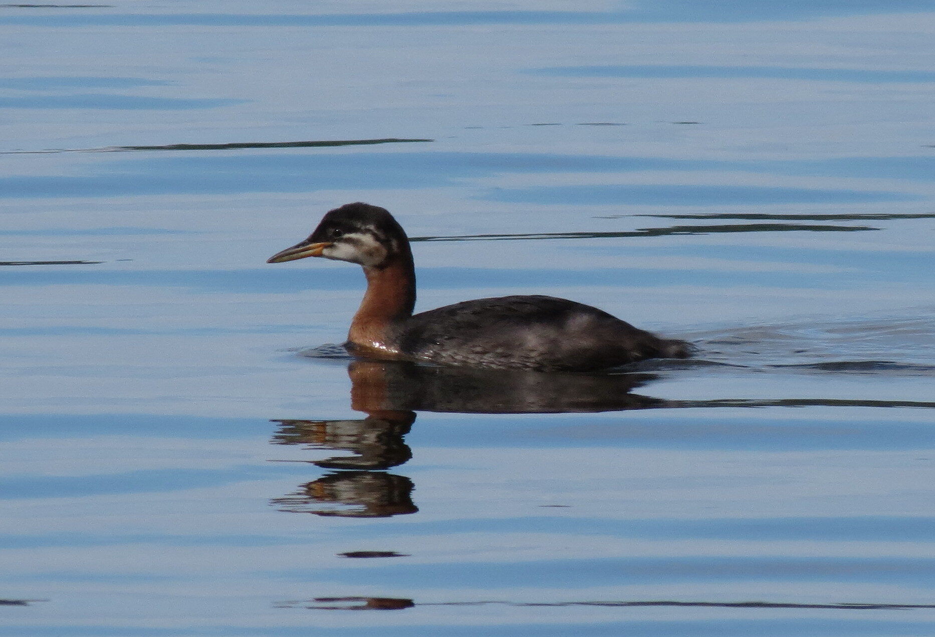 Valokuvaaja: Elina Vuorimaa-Laukkanen Valokuvaaja: Elina Vuorimaa-Laukkanen
