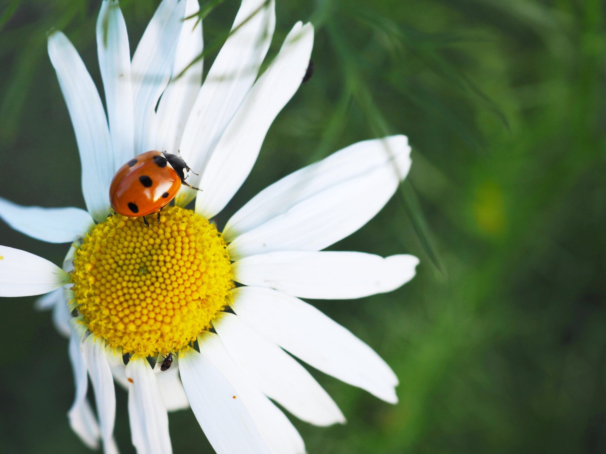 Valokuvaaja: Varpu Jaurto