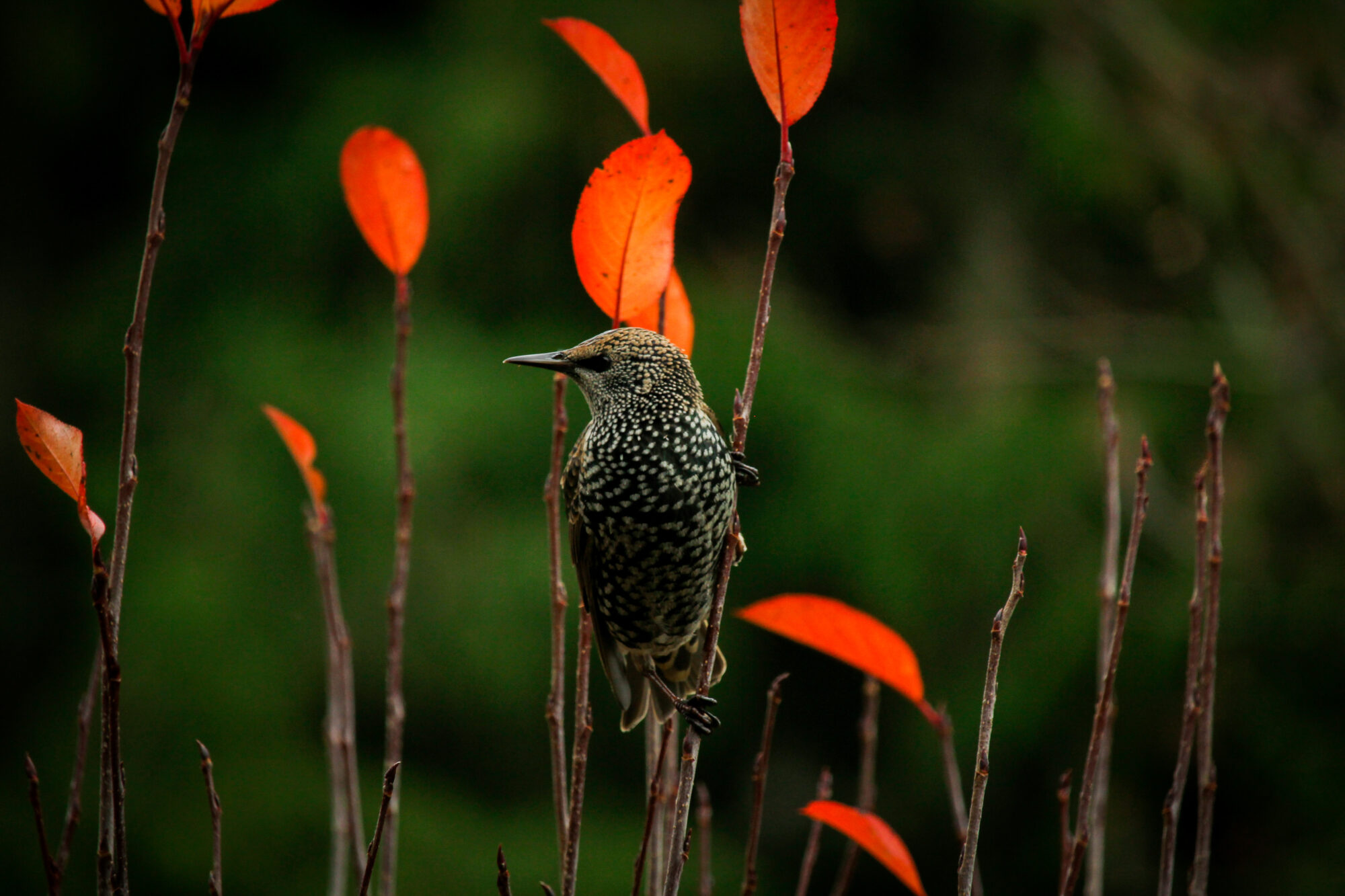 Valokuvaaja: Katariina Nurmi