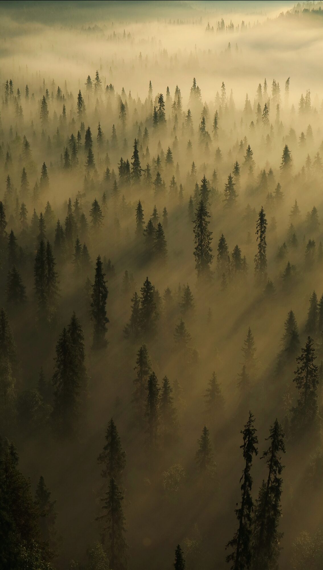 Valokuvaaja: Susanna Karjalainen (@sydanluonnossa)