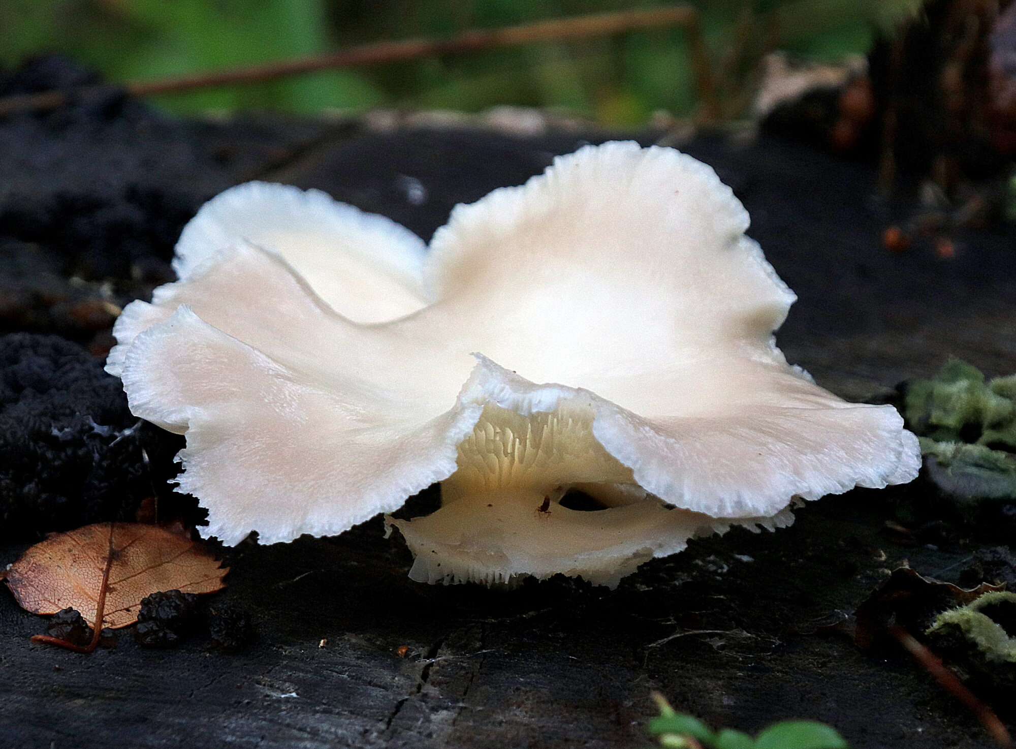 Valokuvaaja: sirpa jyske Valokuvaaja: sirpa jyske