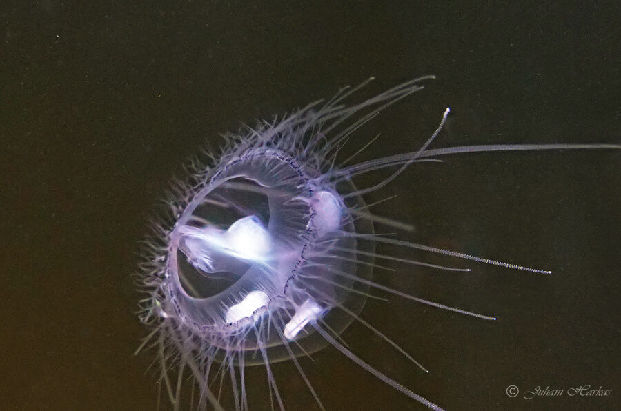 Valokuvaaja: Juhani Harkas