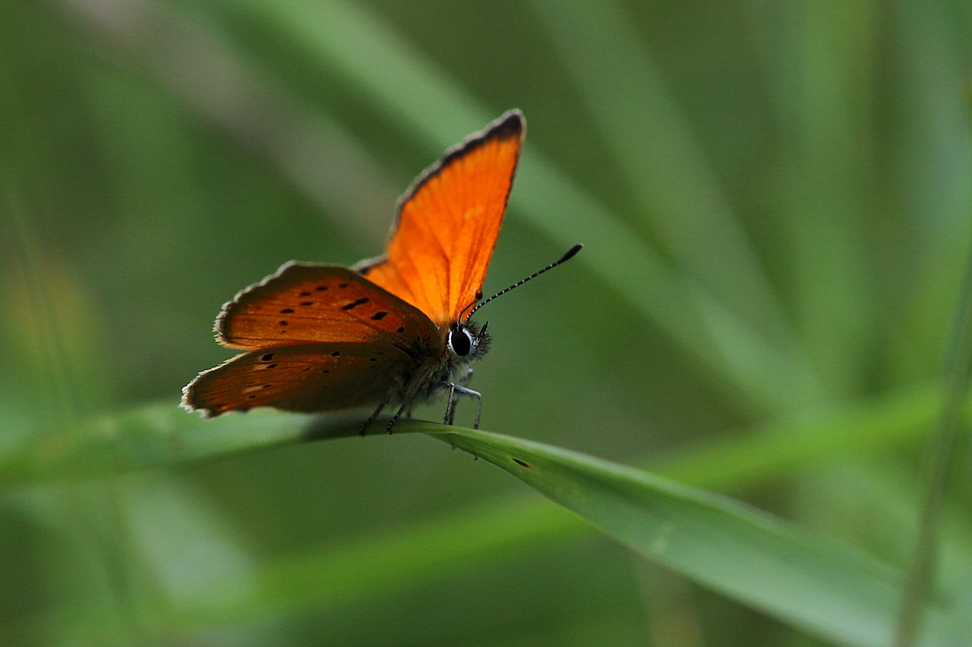 Valokuvaaja: sirpa jyske