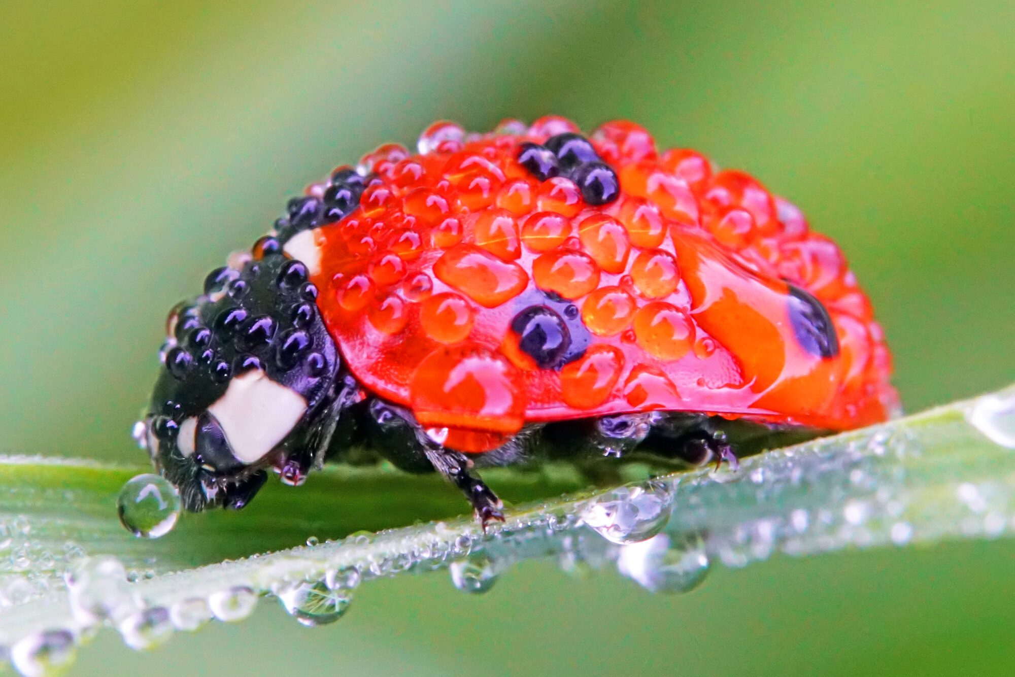 Valokuvaaja: Juhani Harkas