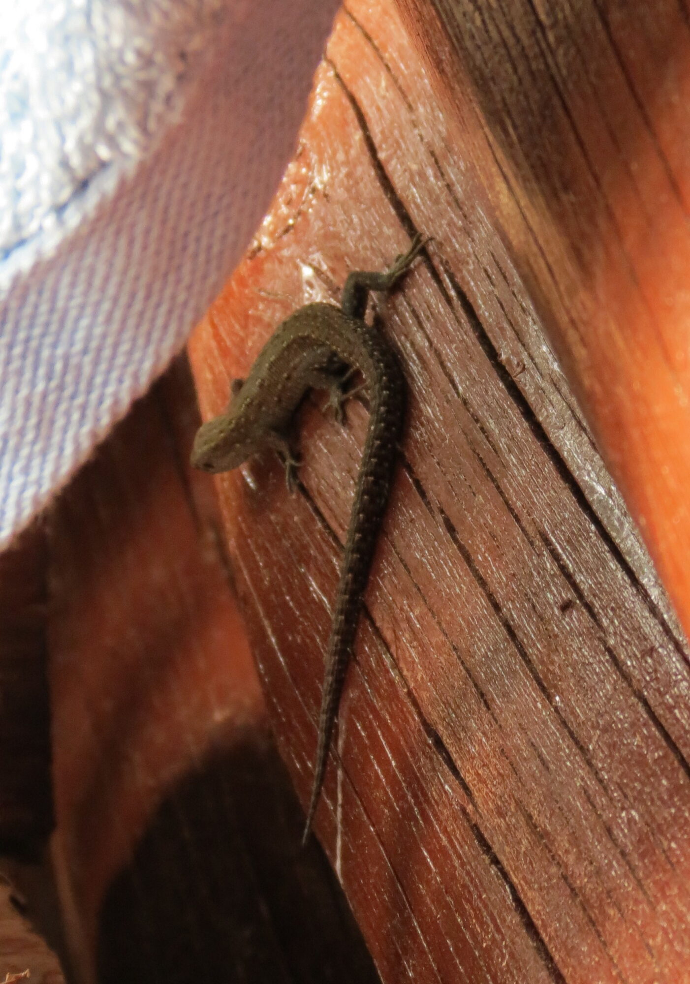 Valokuvaaja: Elina Vuorimaa-Laukkanen