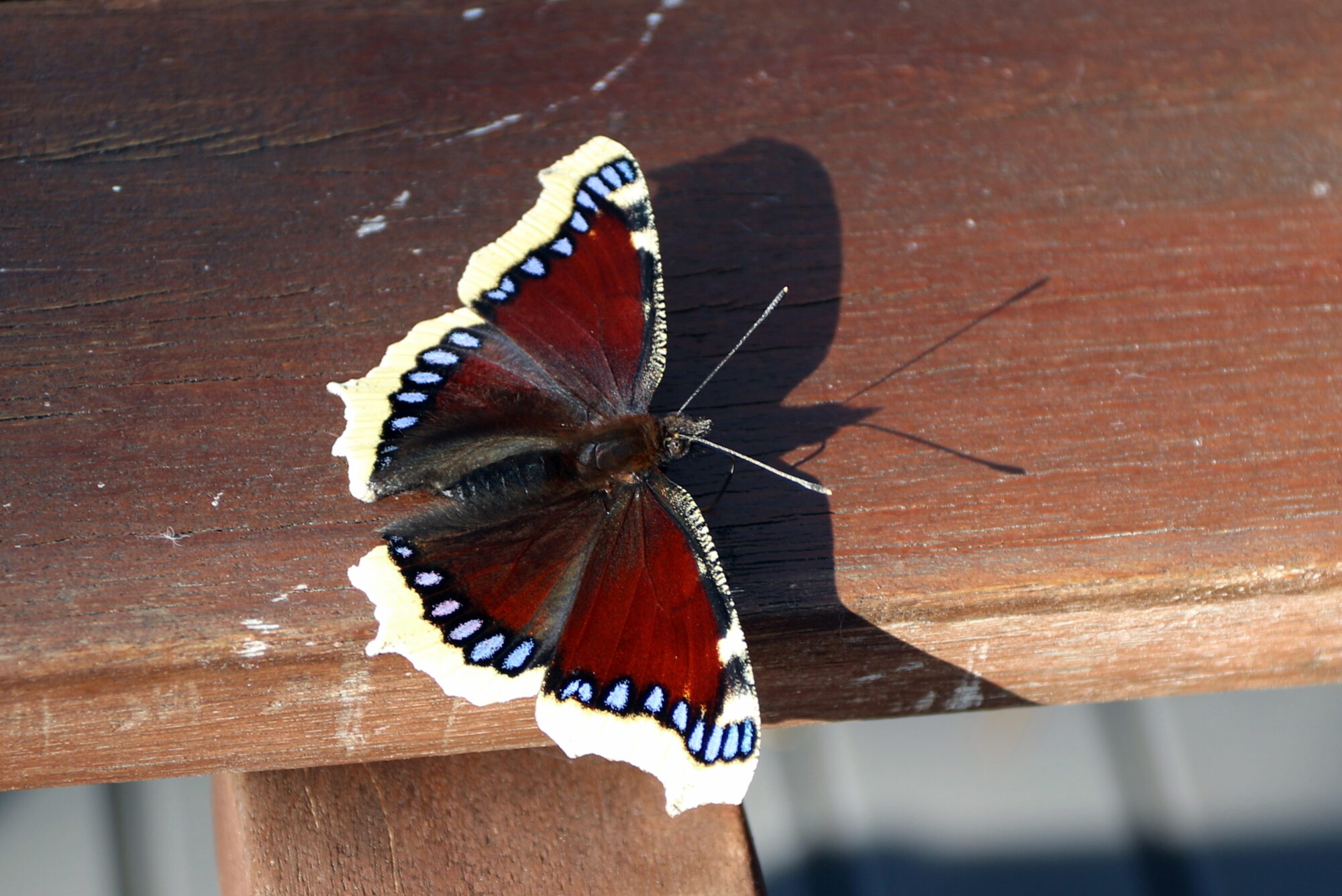 Valokuvaaja: Ahti Keränen
