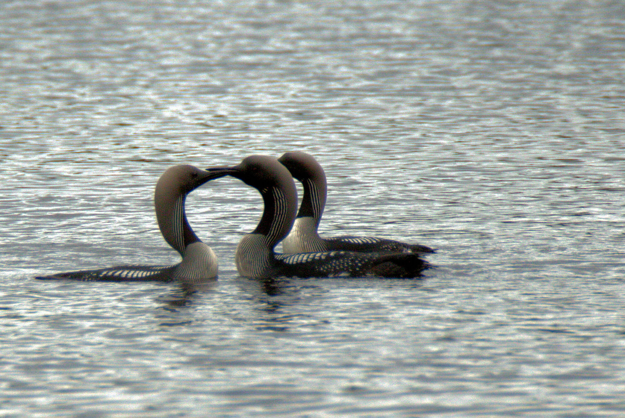 Valokuvaaja: Ahti Keränen Valokuvaaja: Ahti Keränen