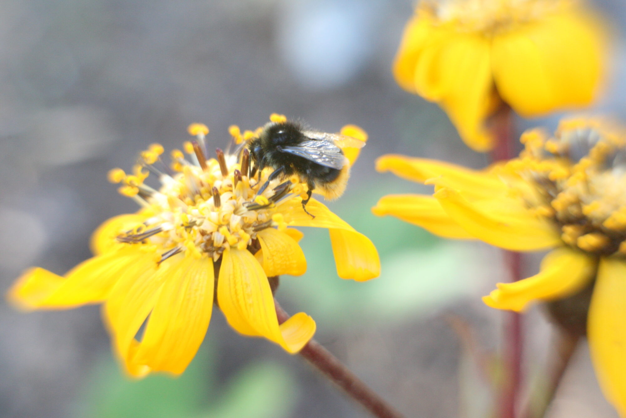 Valokuvaaja: Kaarlo Asikainen