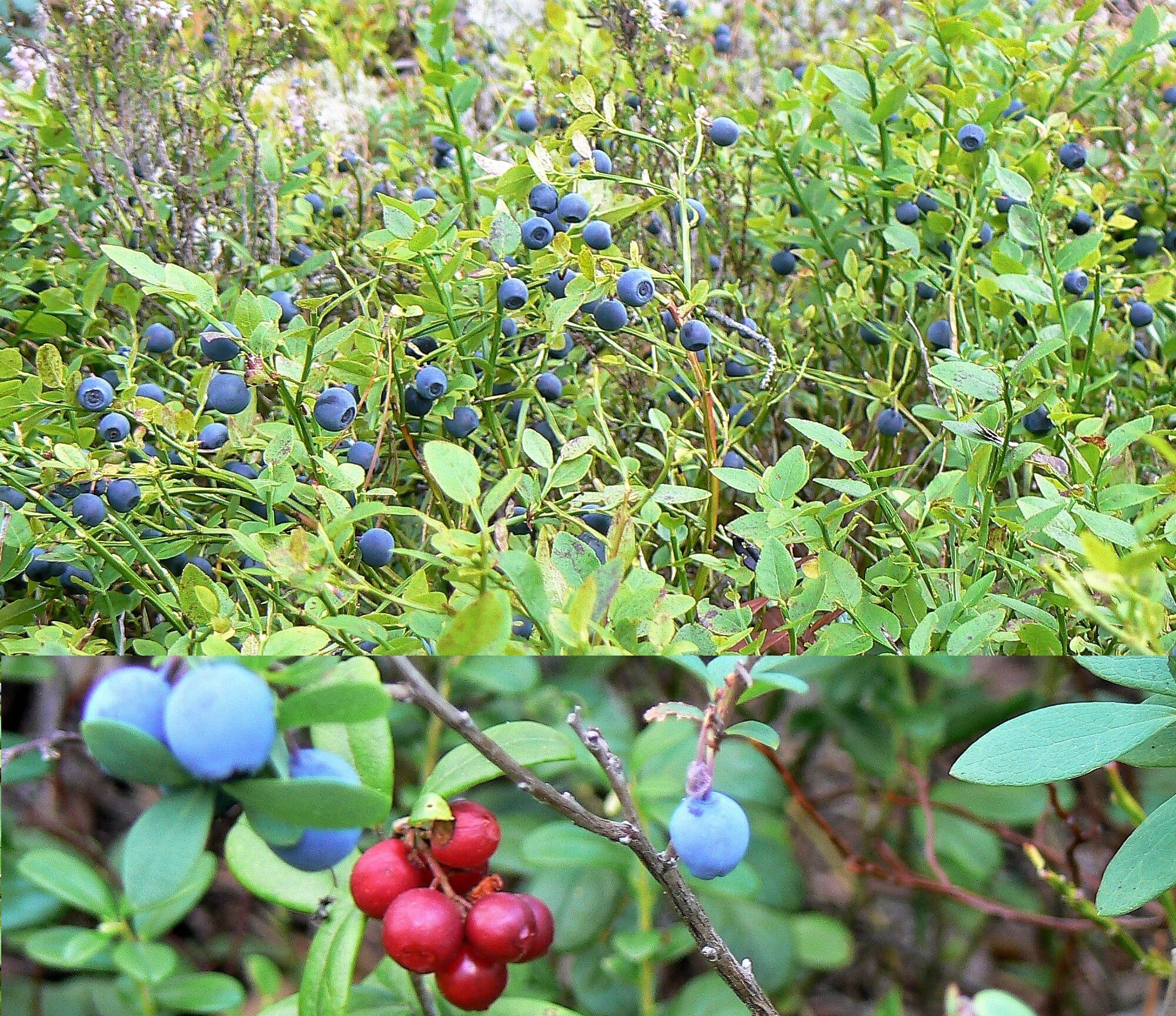 Valokuvaaja: Pekka Heino Valokuvaaja: Pekka Heino
