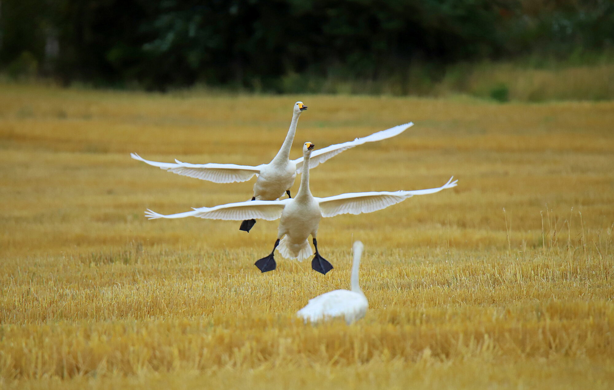 Valokuvaaja: sirpa jyske