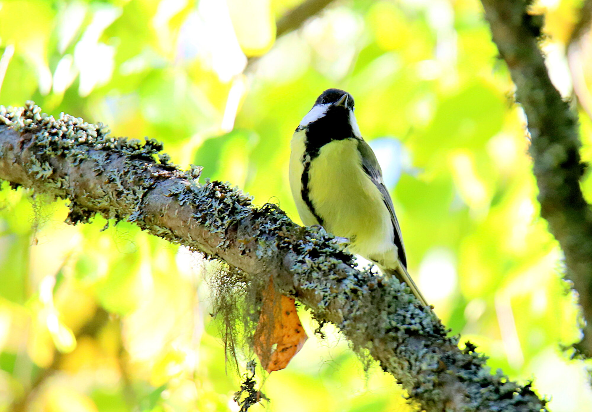Valokuvaaja: sirpa jyske Valokuvaaja: sirpa jyske