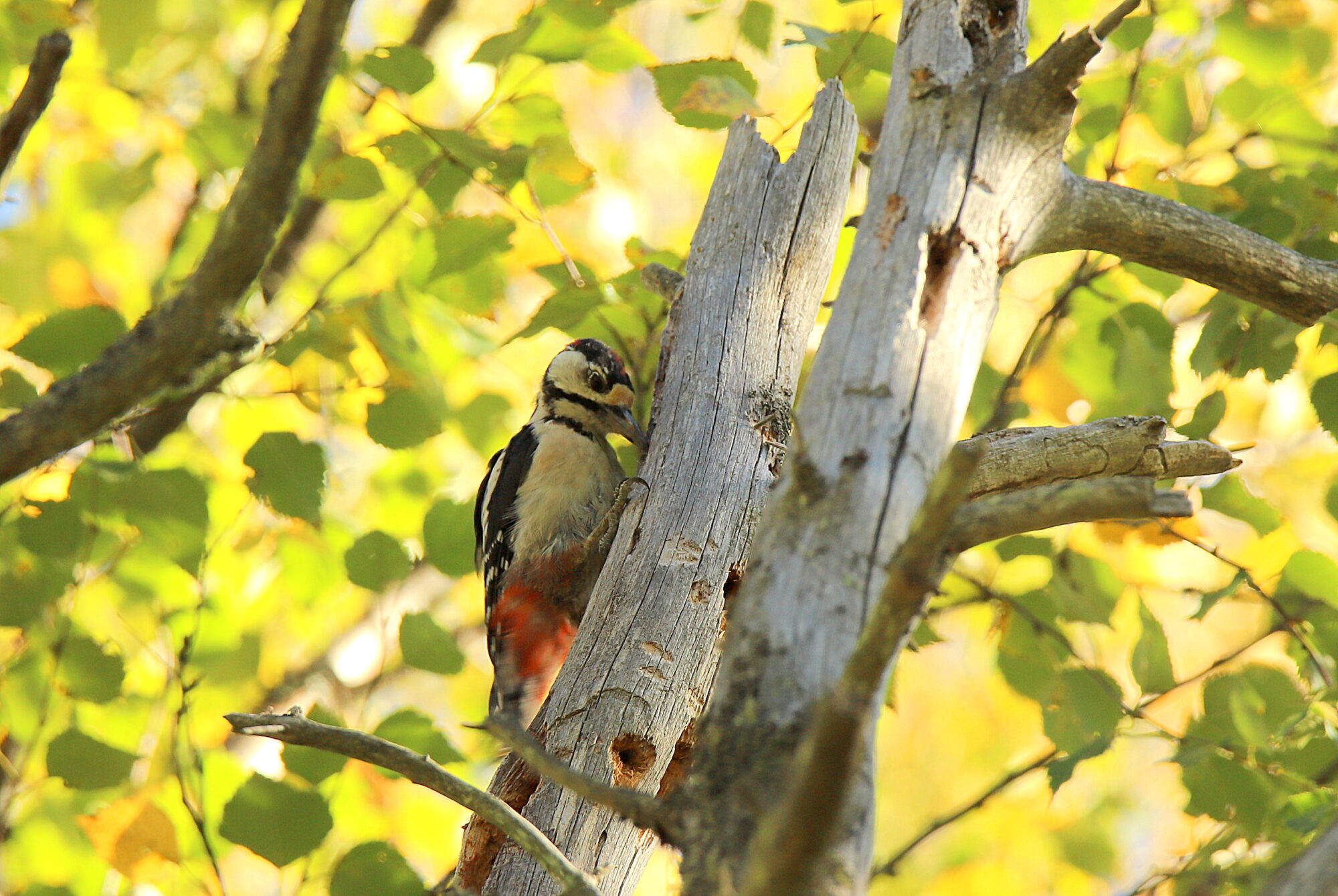 Valokuvaaja: sirpa jyske