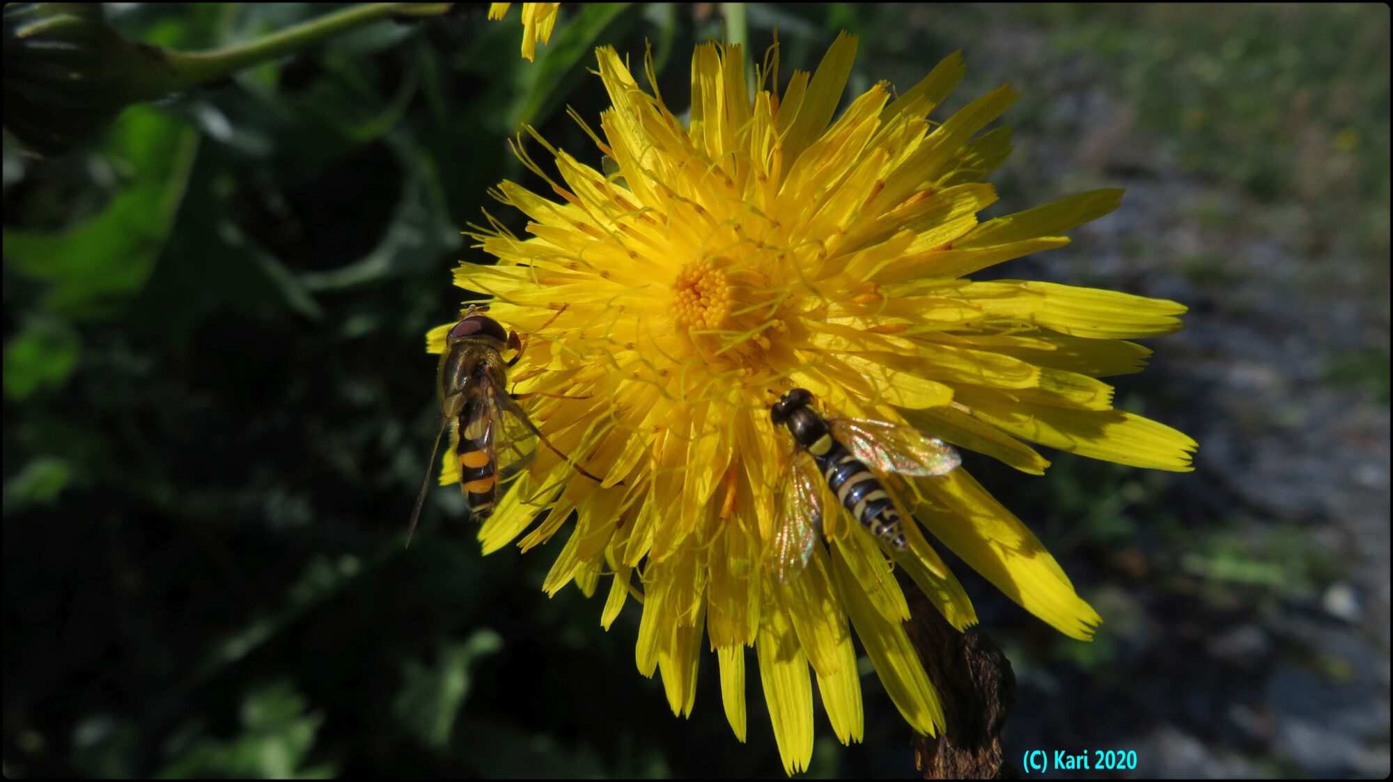 Valokuvaaja: Kari Saarinen