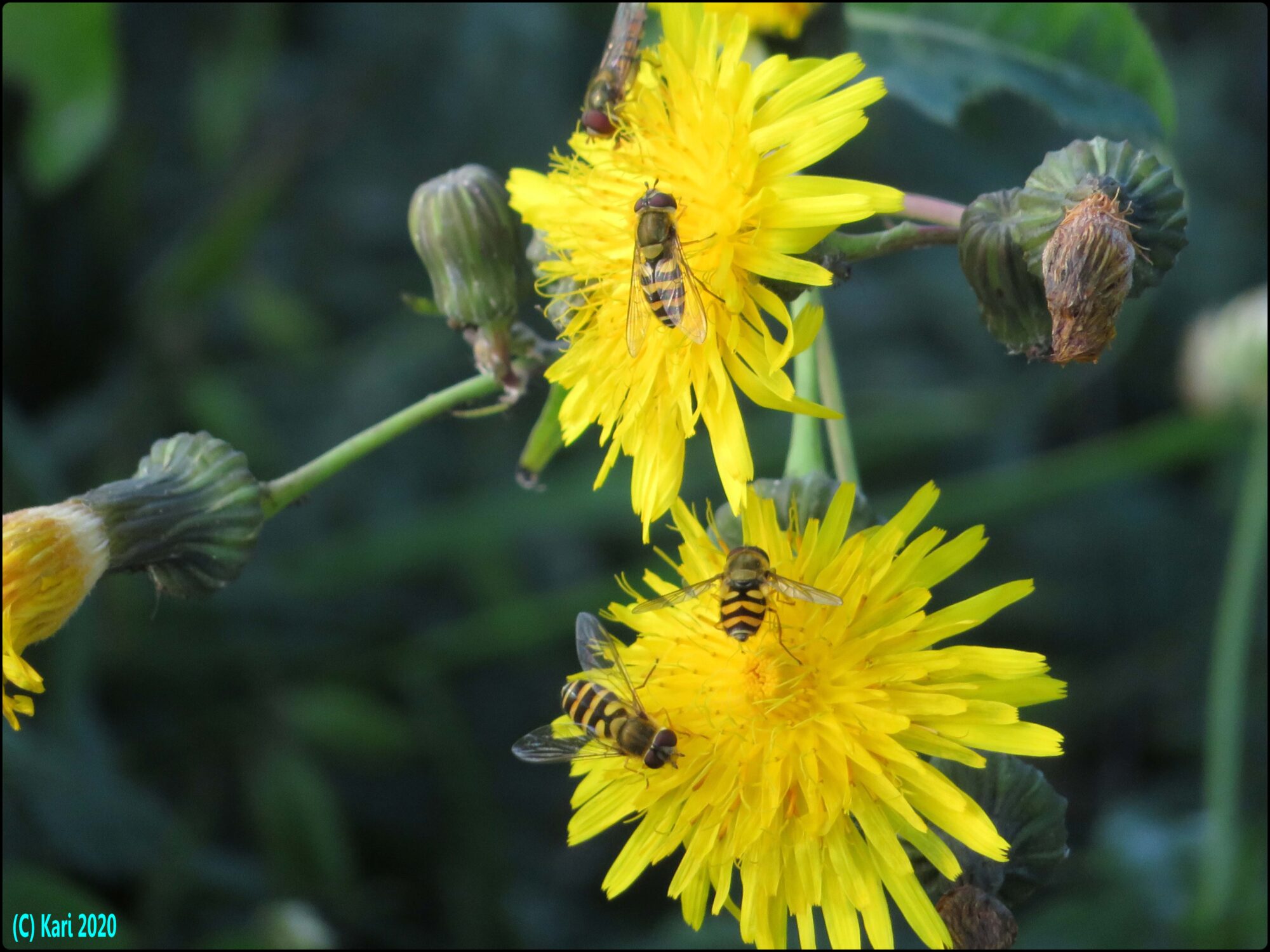 Valokuvaaja: Kari Saarinen