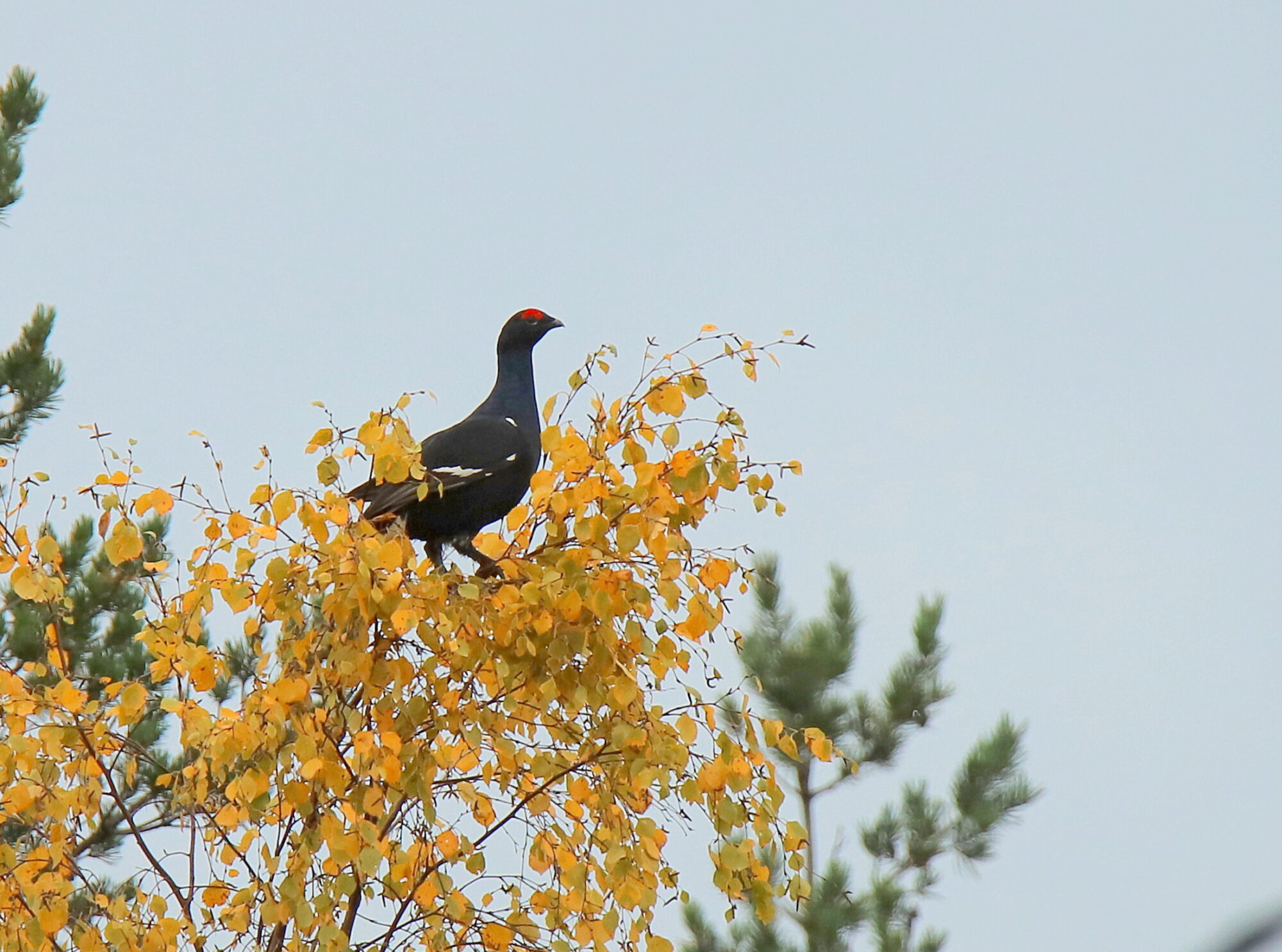Valokuvaaja: sirpa jyske