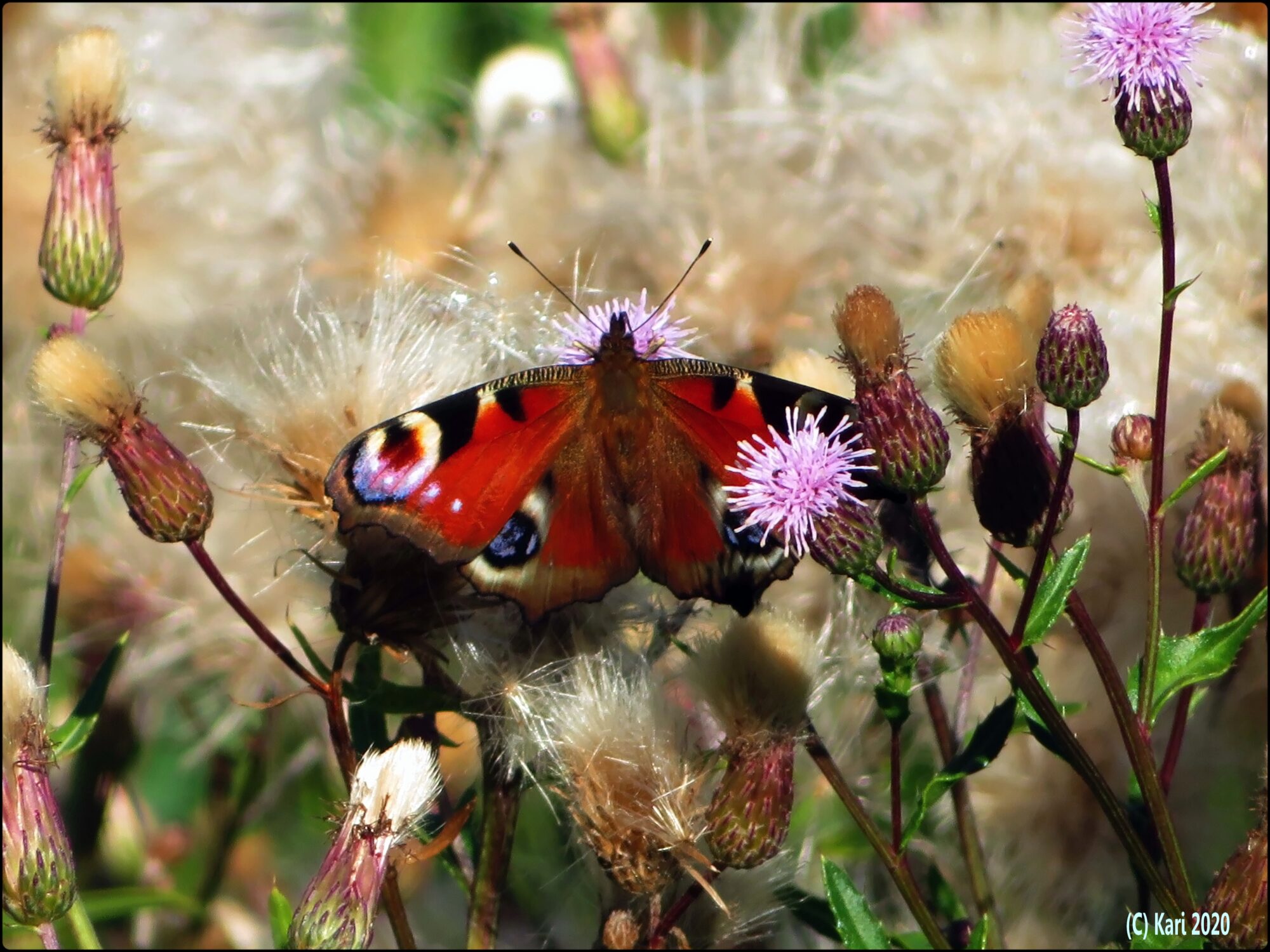 Valokuvaaja: Kari Saarinen