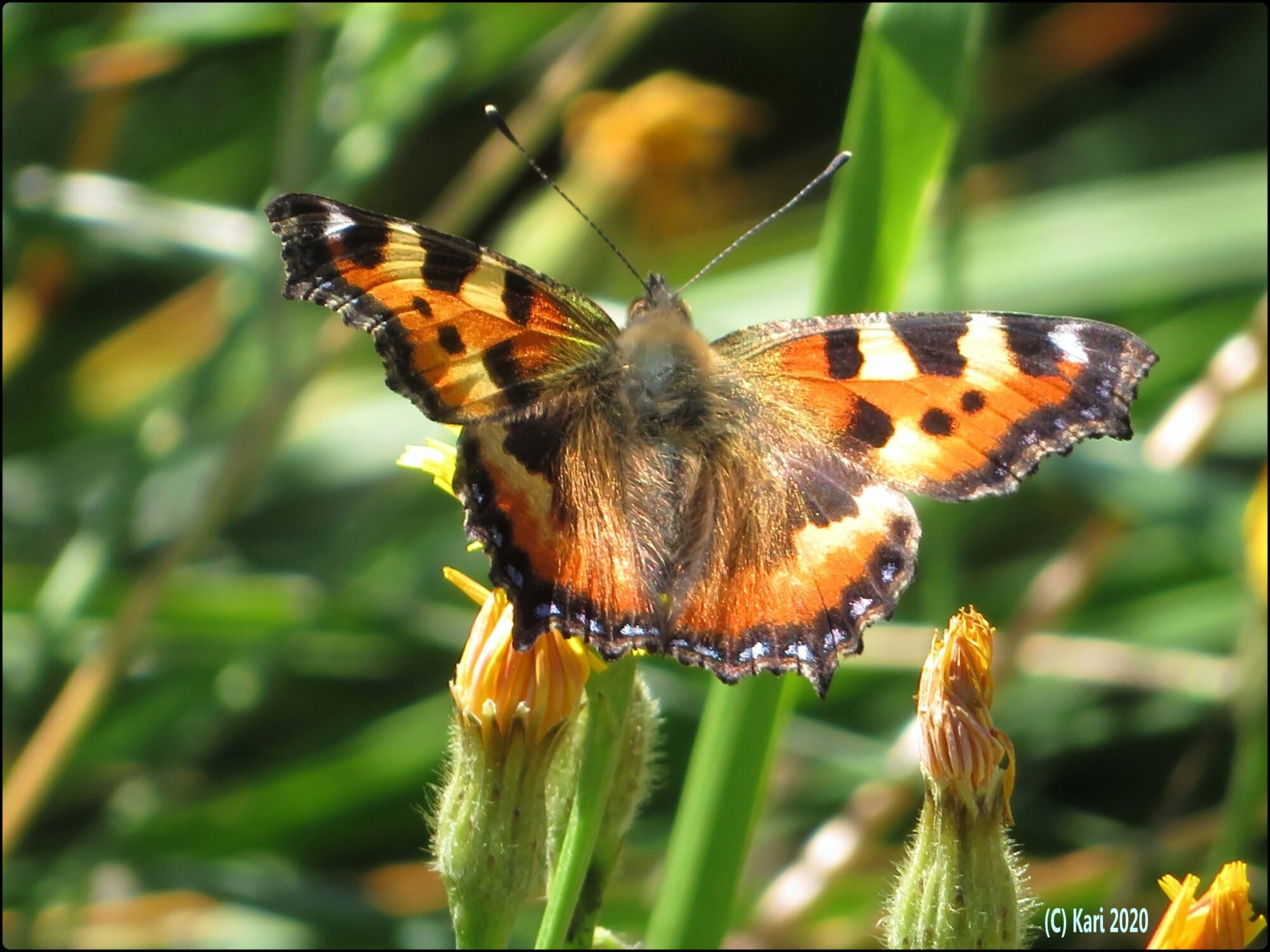 Valokuvaaja: Kari Saarinen