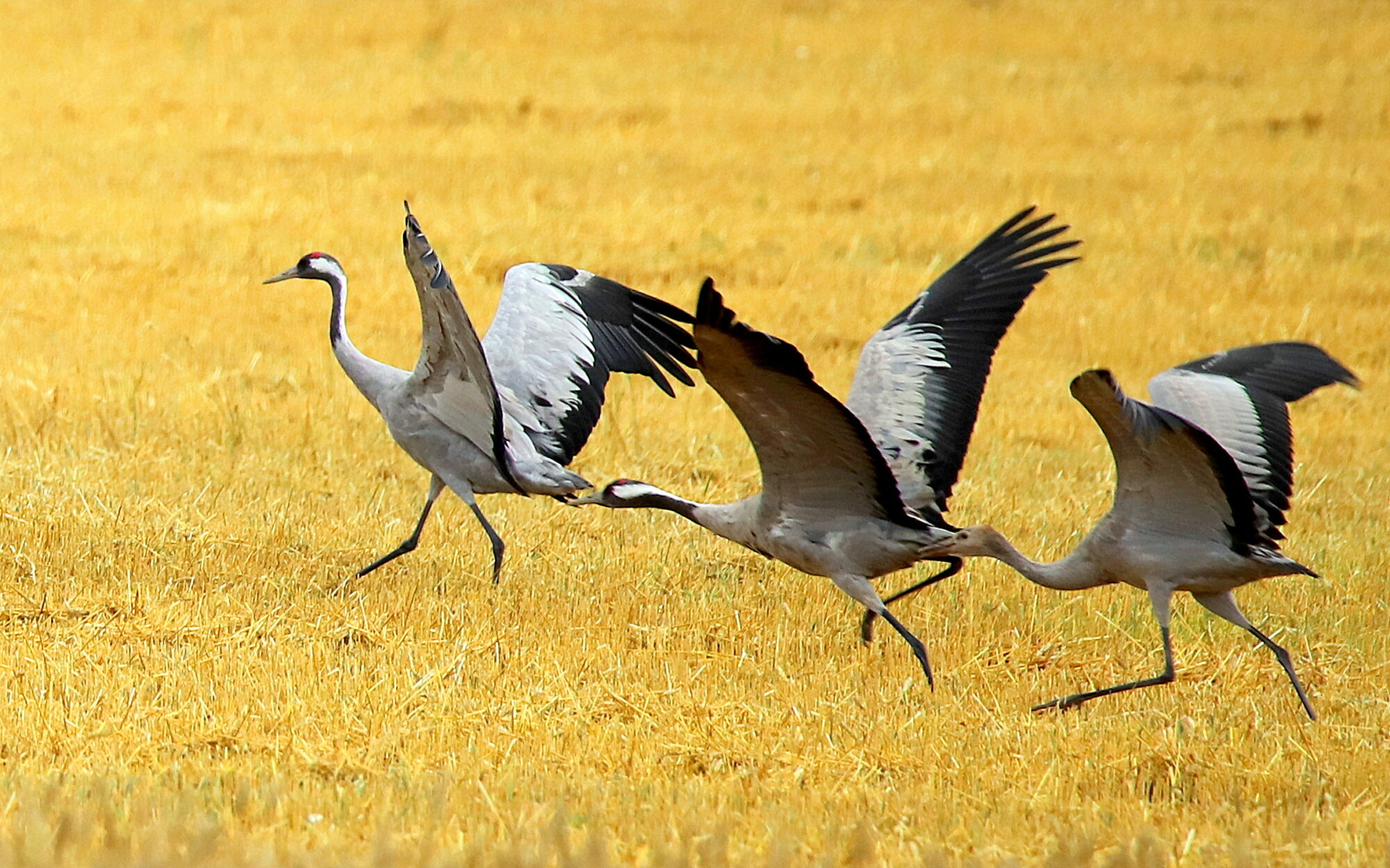 Valokuvaaja: sirpa jyske Valokuvaaja: sirpa jyske