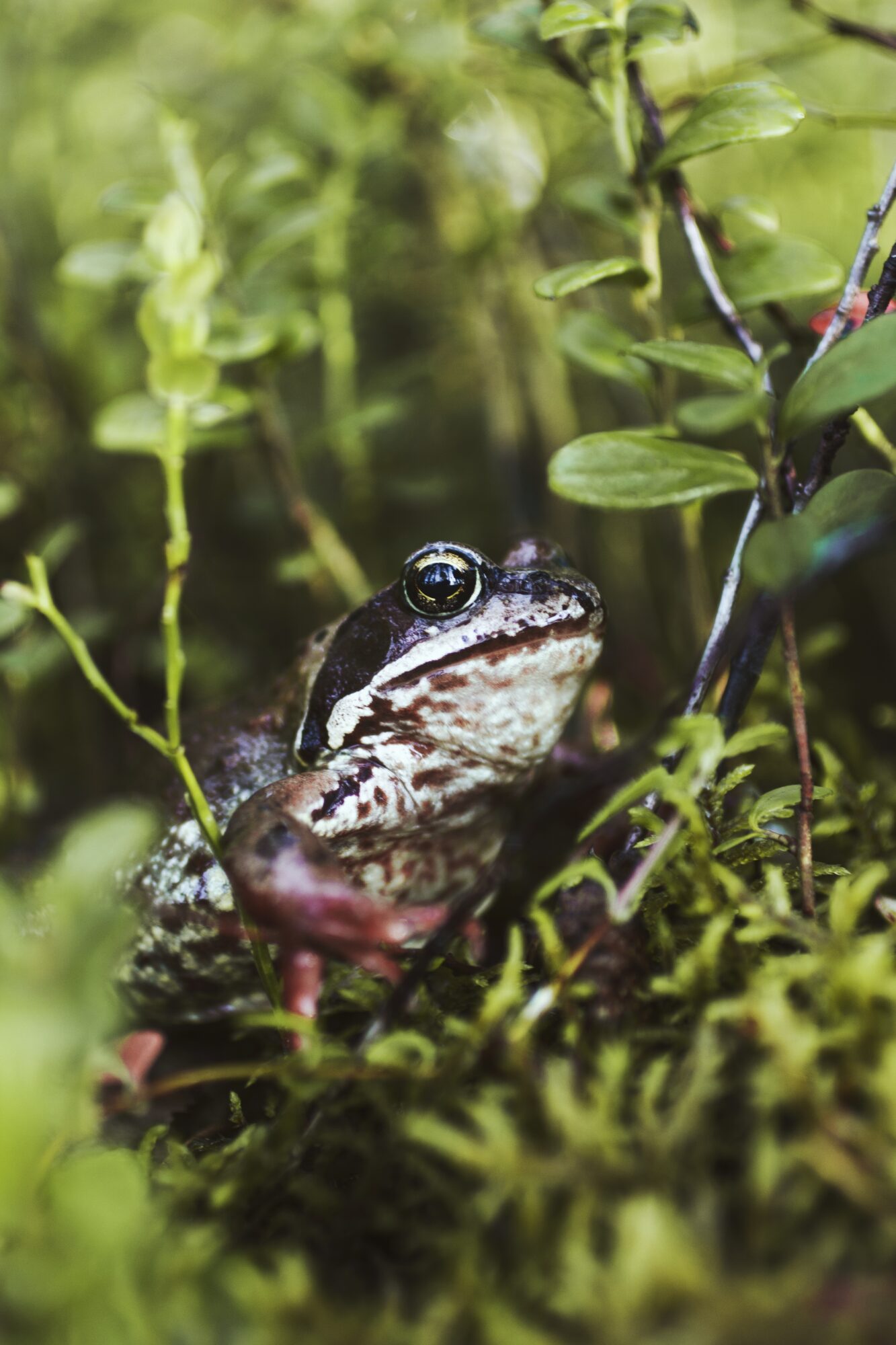 Valokuvaaja: Emma Komi