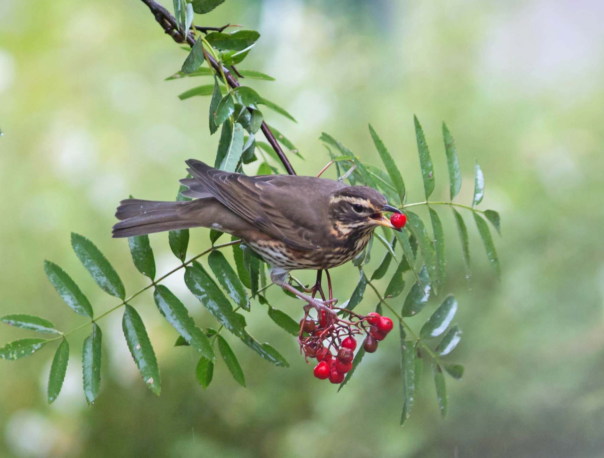 Valokuvaaja: Irma Kortekallio
