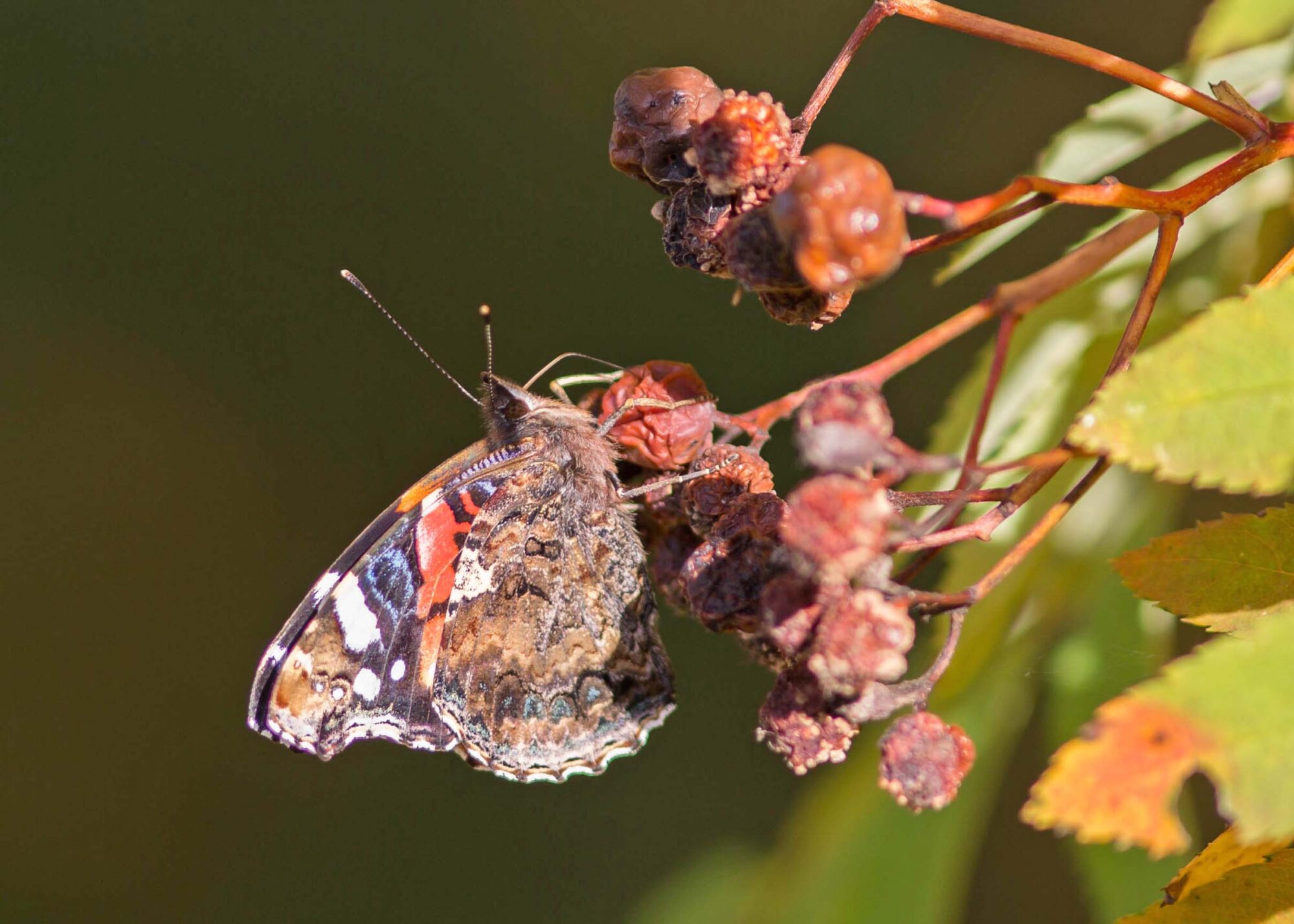 Valokuvaaja: Irma Kortekallio Valokuvaaja: Irma Kortekallio