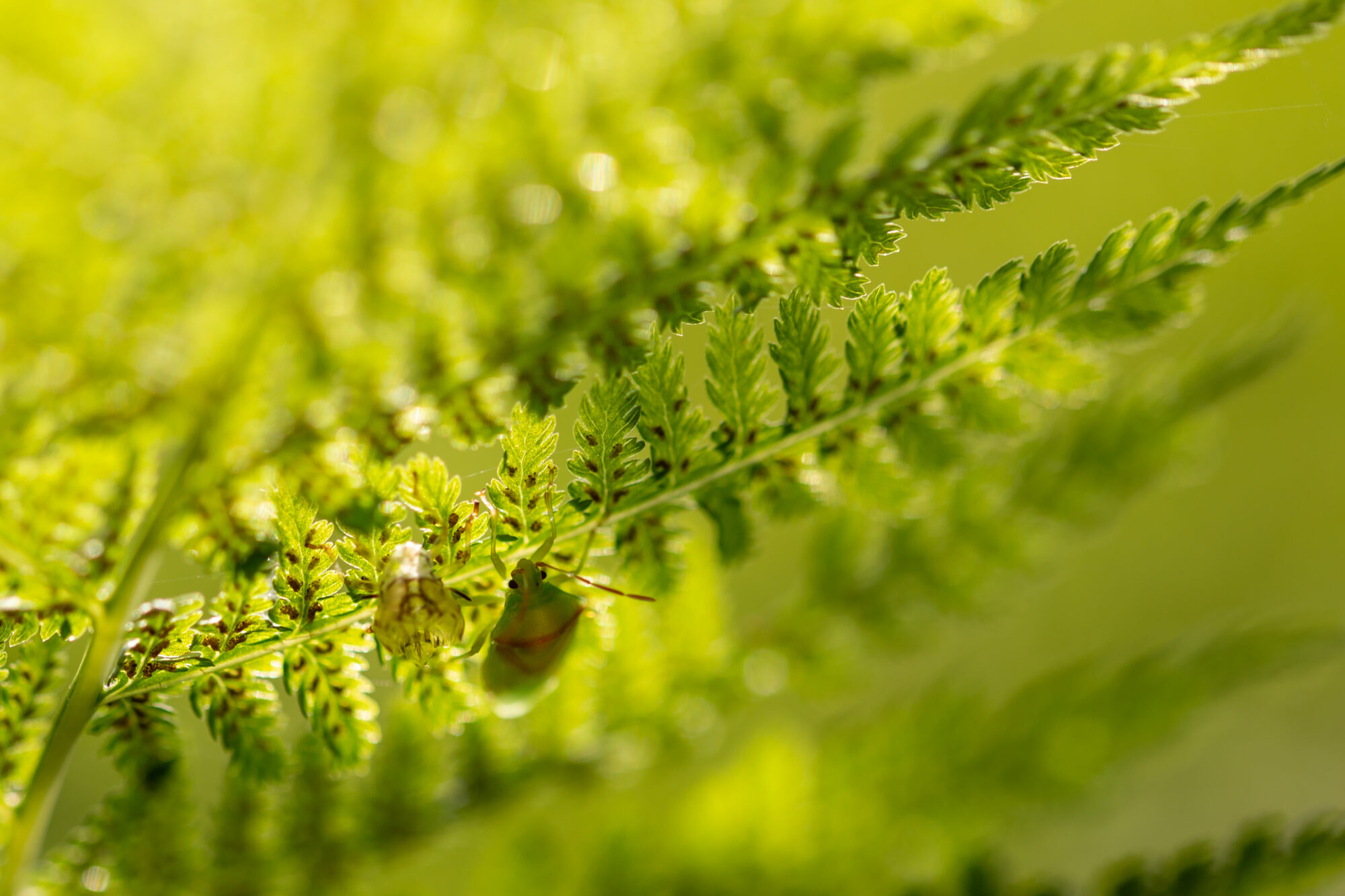 Valokuvaaja: Anne Patana