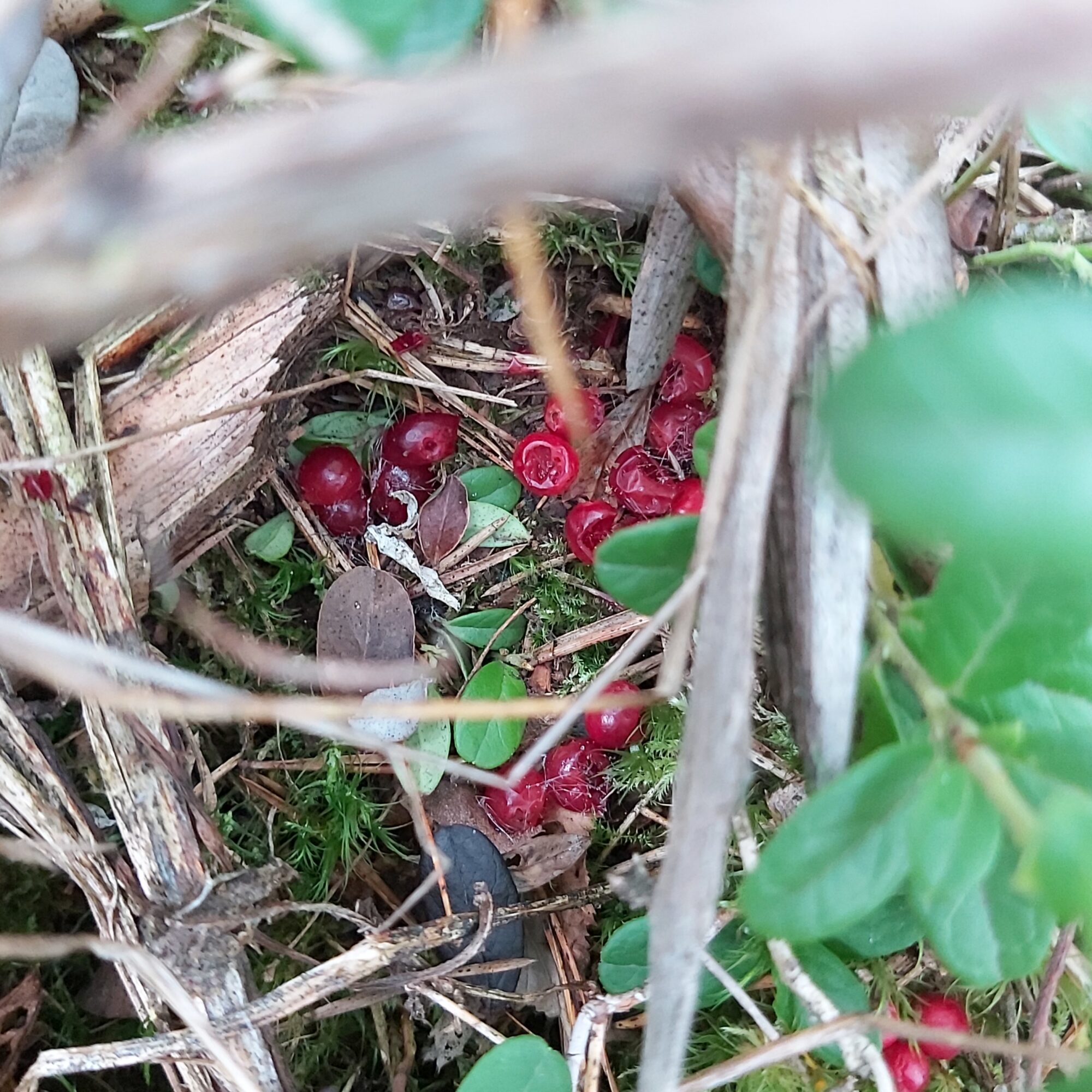 Valokuvaaja: Kaisa Marila